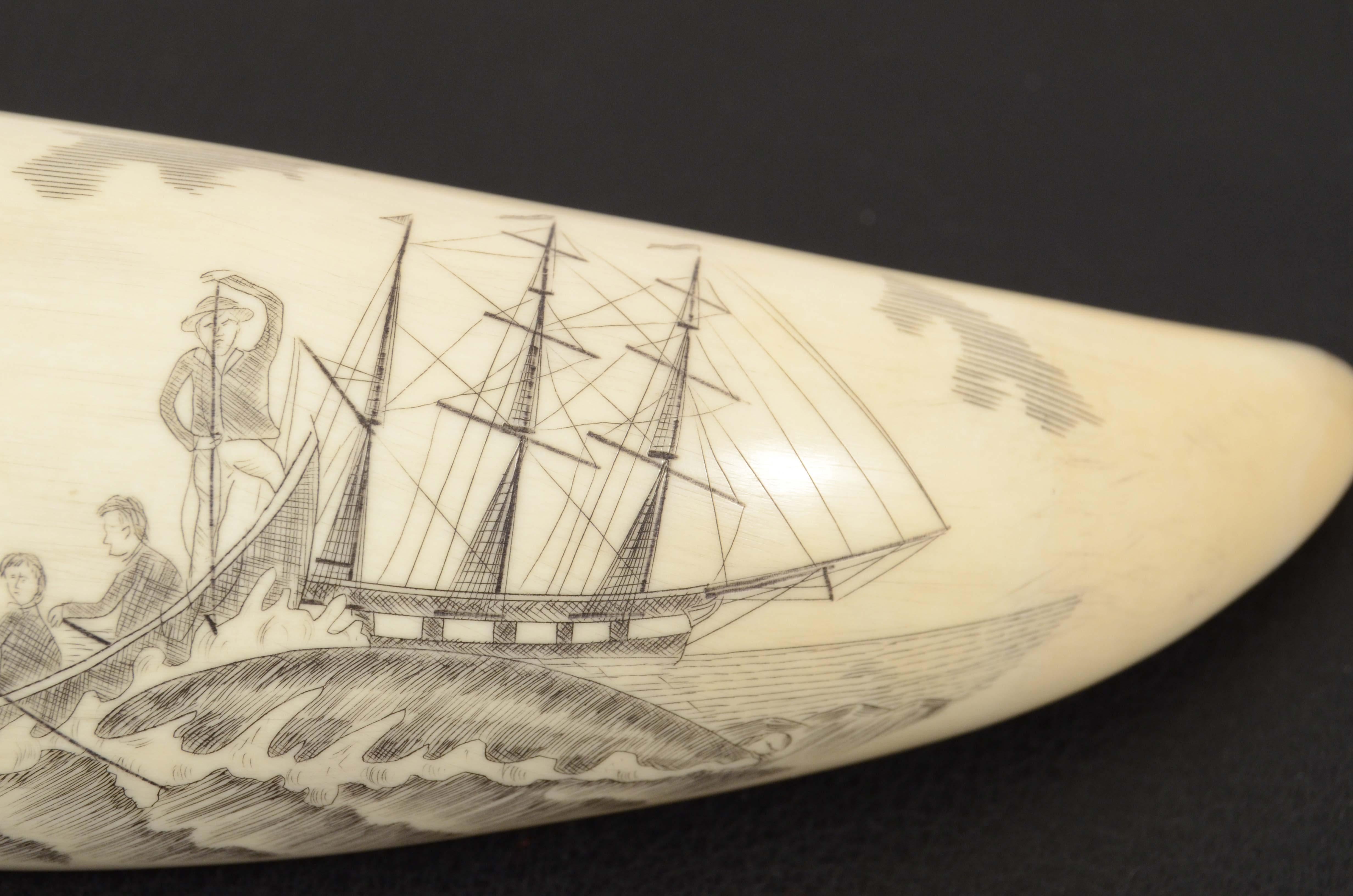 Teeth Scrimshaw di un dente di balena inciso pregevole fattura prima metà XIX secolo