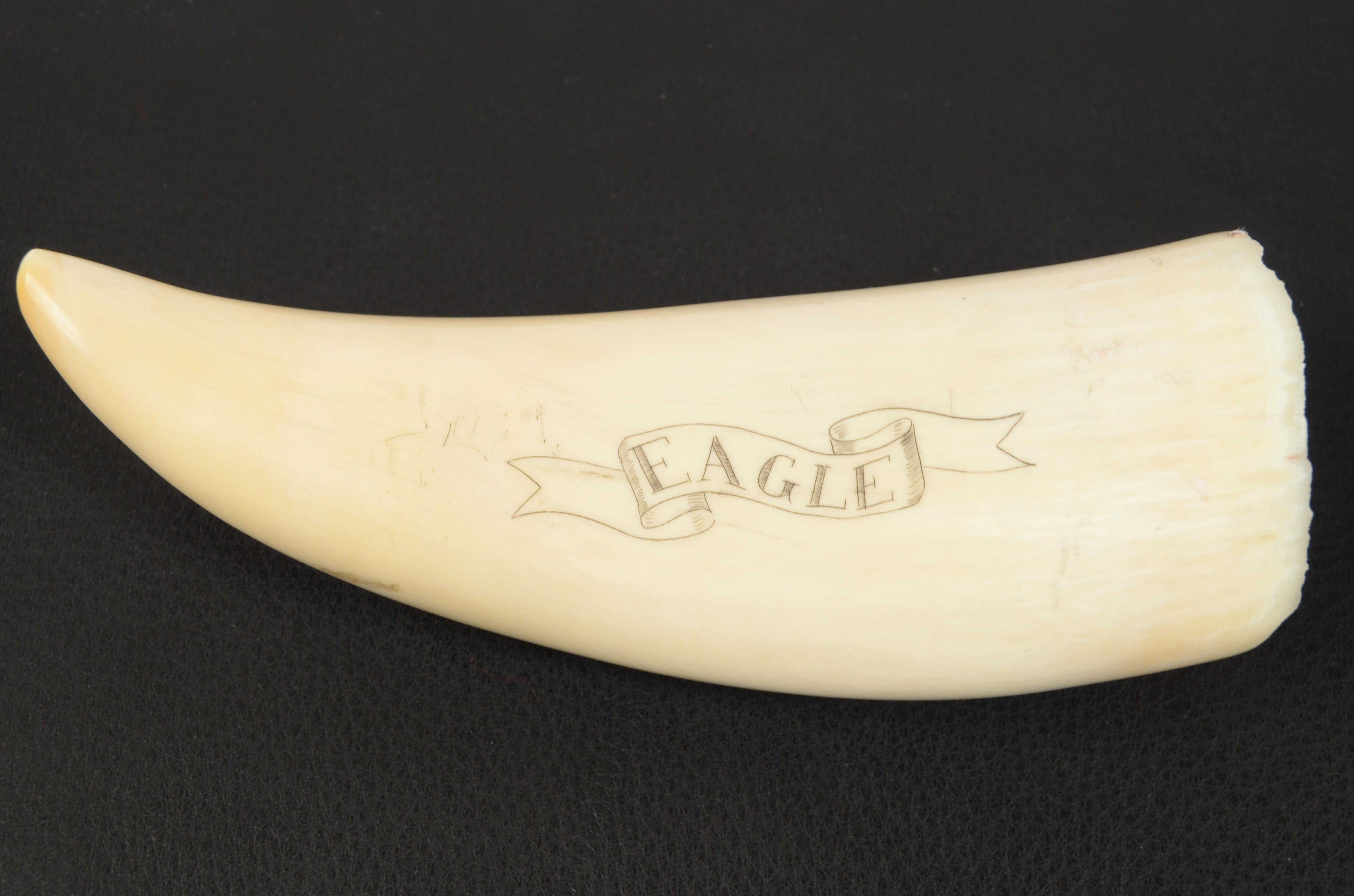 Scrimshaw di un dente di balena inciso pregevole fattura prima metà XIX secolo 2