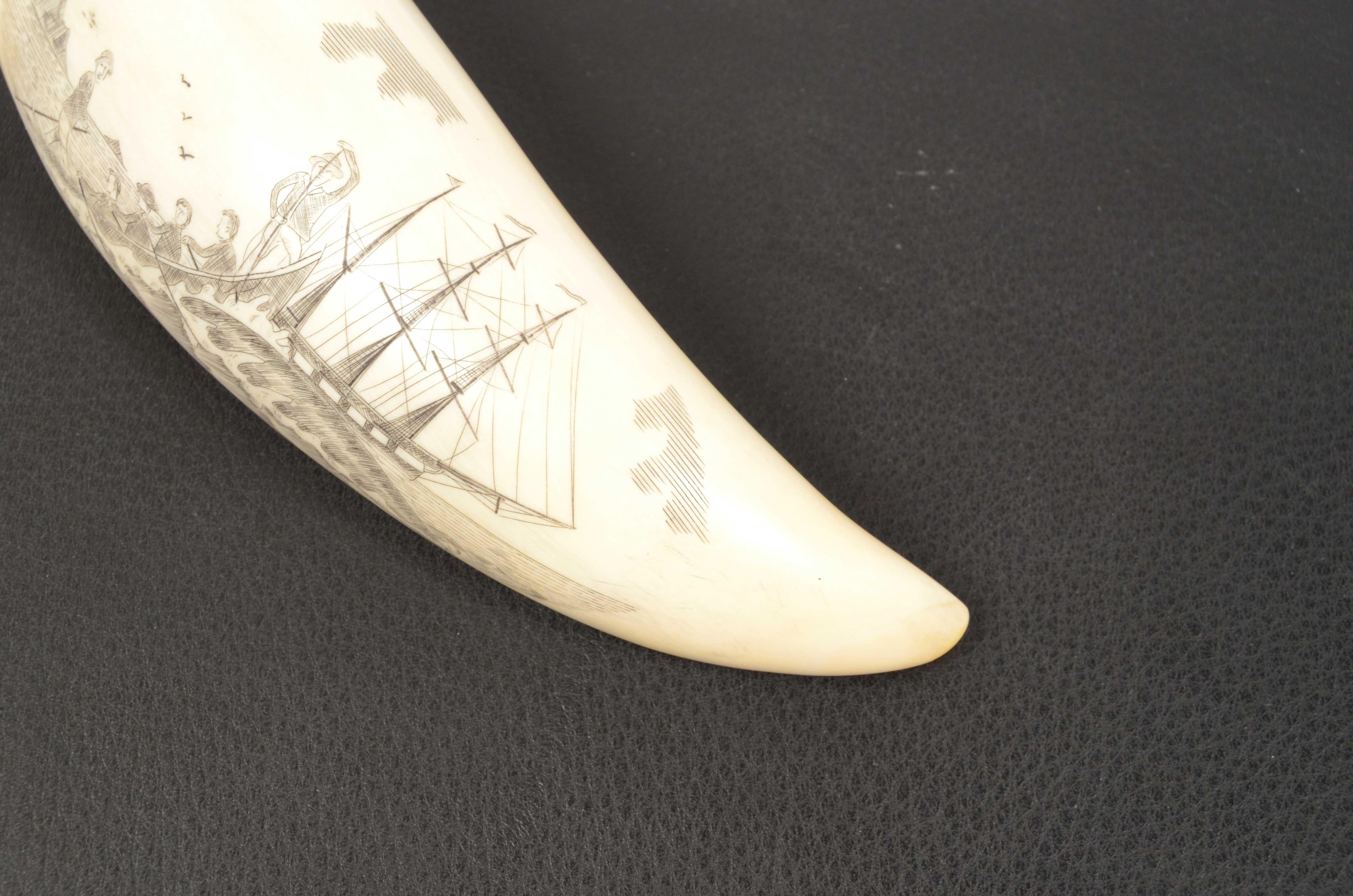 Scrimshaw di un dente di balena inciso pregevole fattura prima metà XIX secolo 3