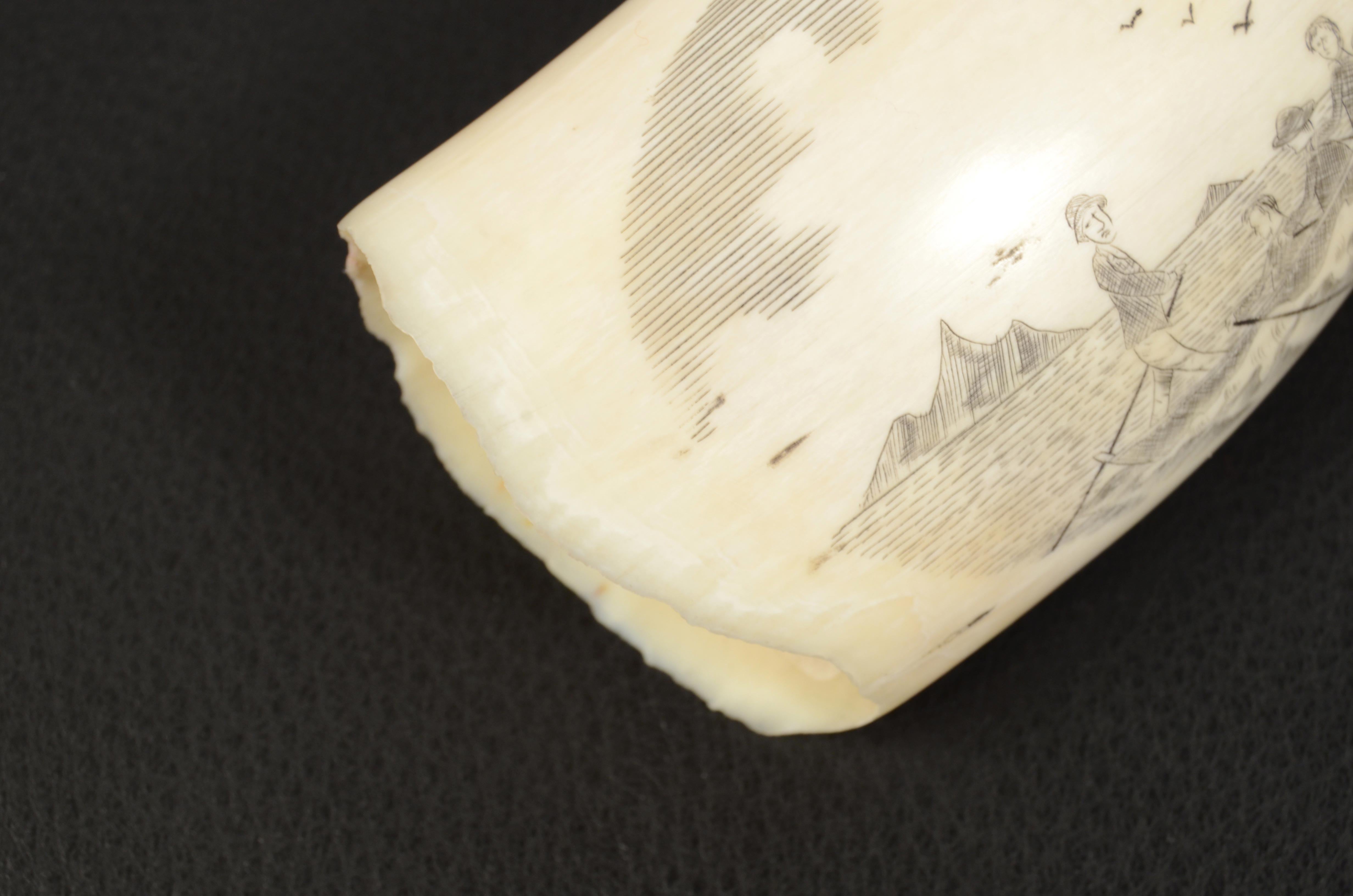 Scrimshaw di un dente di balena inciso pregevole fattura prima metà XIX secolo 4