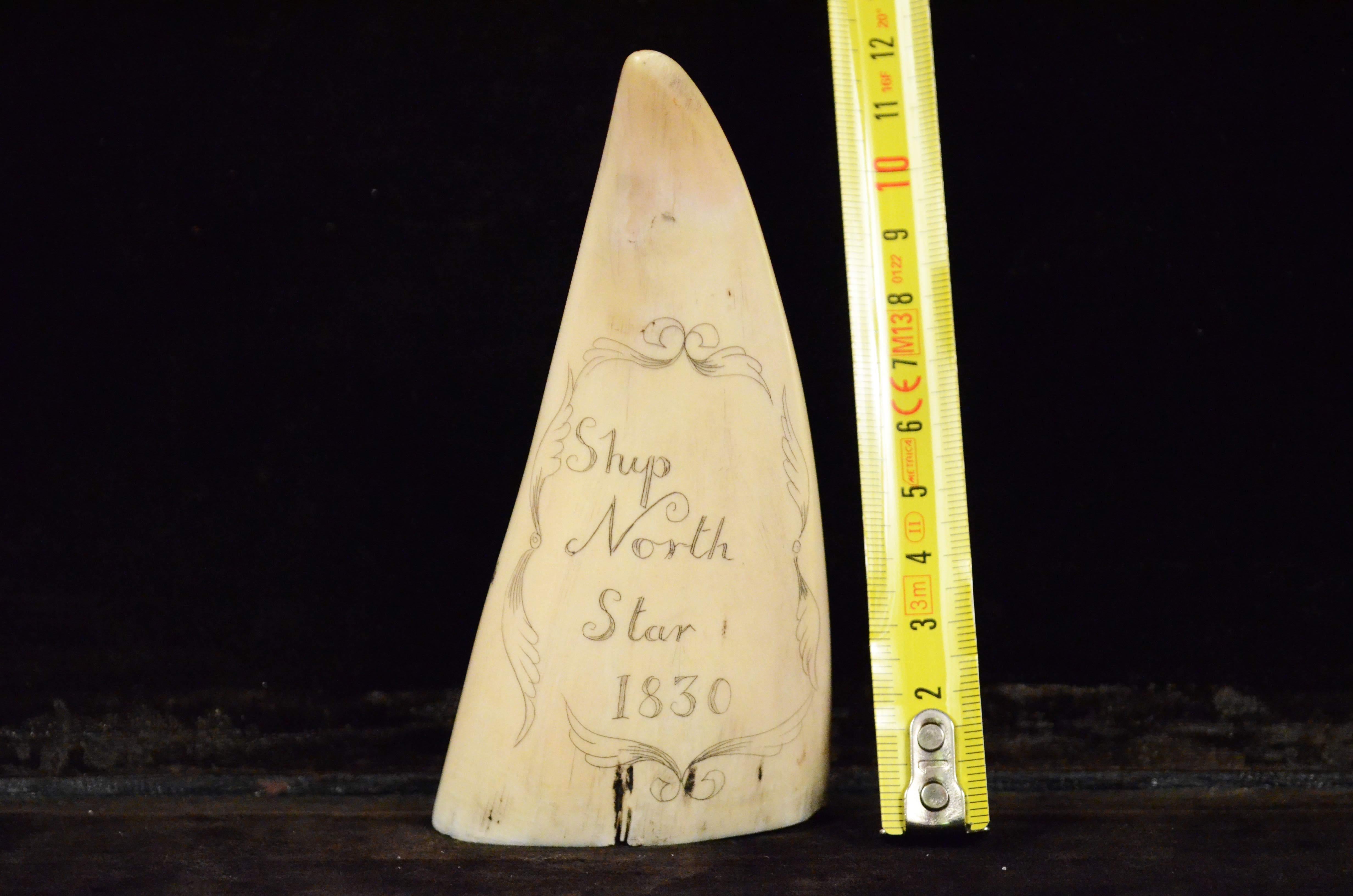 Scrimshaw  di un dente di balena   inciso verticalmente, di pregevole fattura datato 1830, altezza  cm 11,5, raffigurante brigantino in navigazione con bandiera americana. Il retro del dente reca la seguente incisione: Ship North Star 1830.
Misure