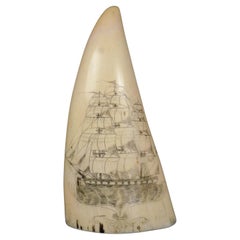 Scrimshaw eines vertikal eingravierten Walzahns - exquisite Arbeit von 1830