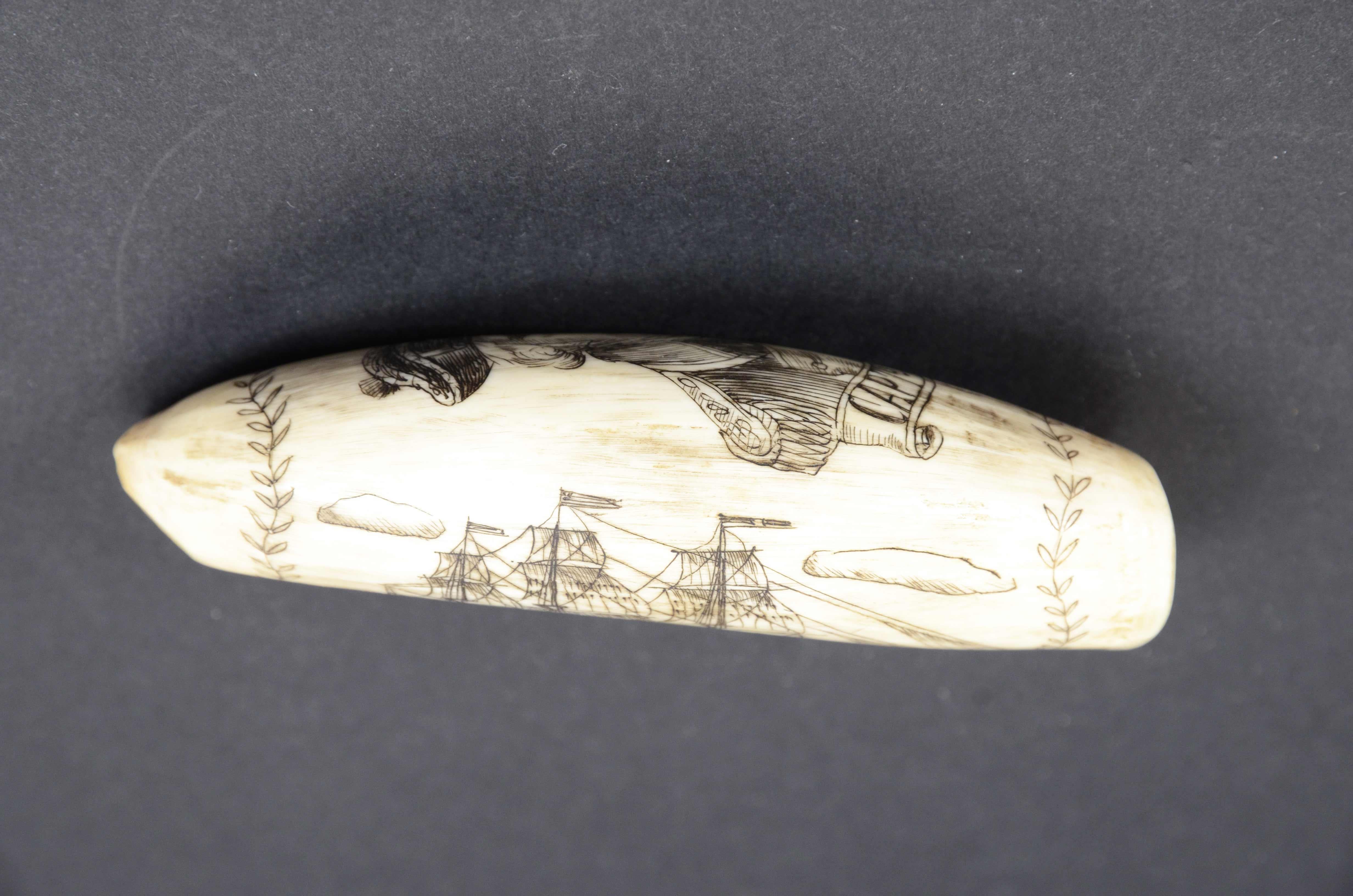 Scrimshaw of a vertically engraved orca tooth with half bust Captain RYAN For Sale 6