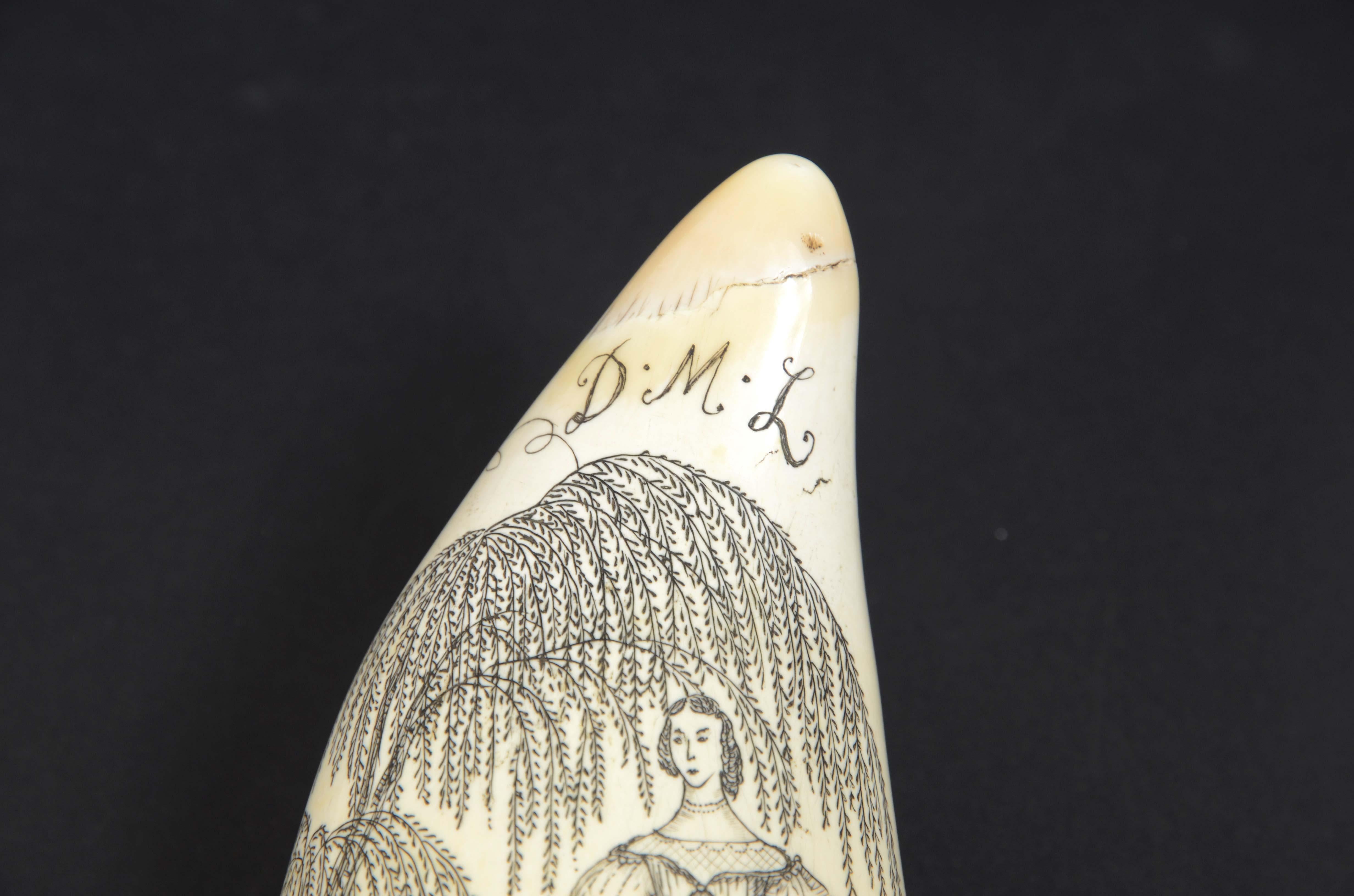 Scrimshaw of a great  engraved whale tooth exquisite workmanship mid-19th century 3