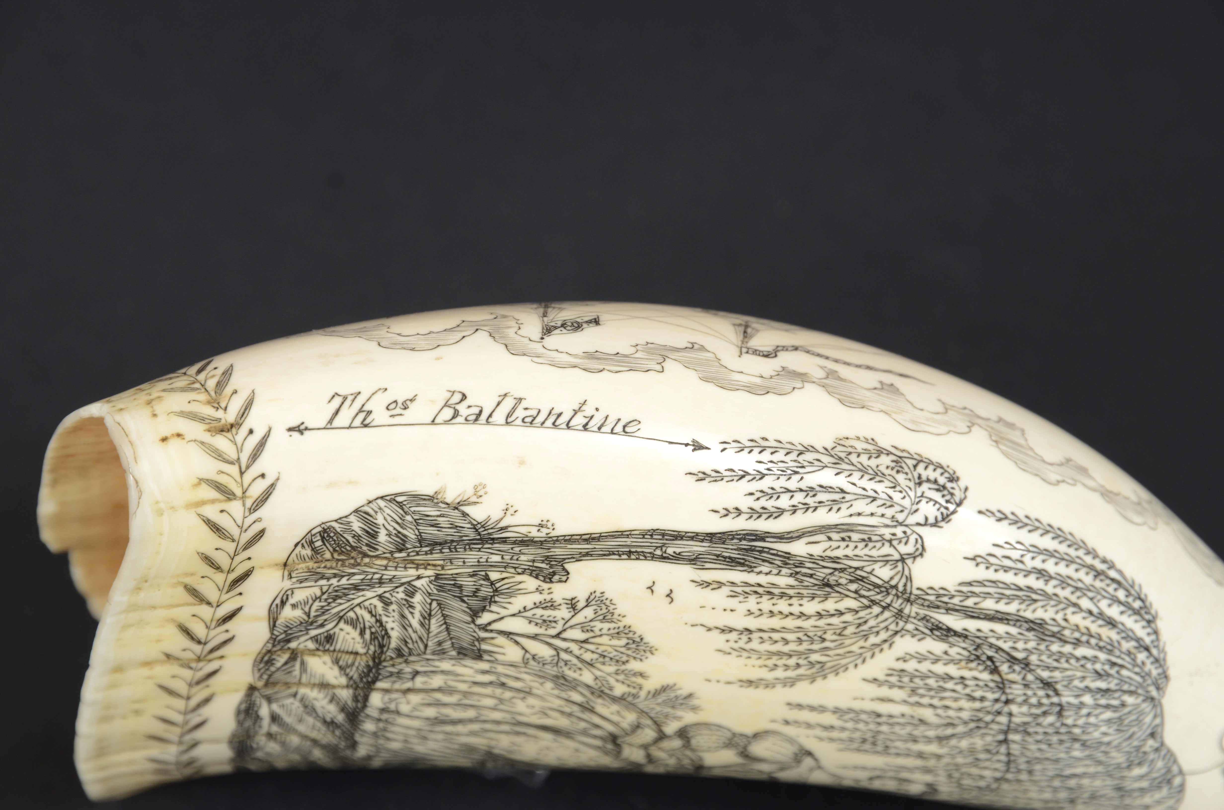Scrimshaw of a great  engraved whale tooth exquisite workmanship mid-19th century 4