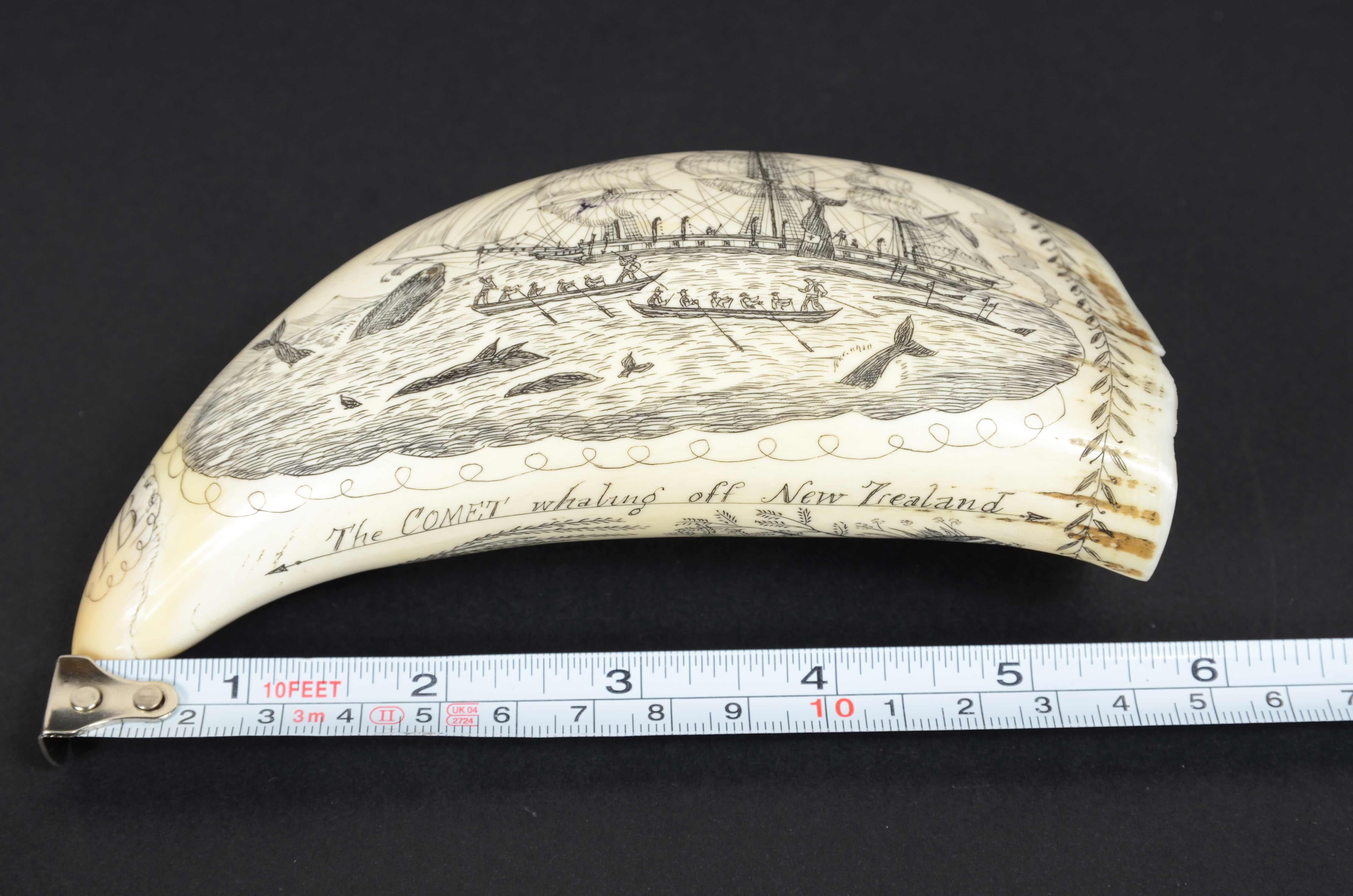 Scrimshaw of a great  engraved whale tooth exquisite workmanship mid-19th century 8