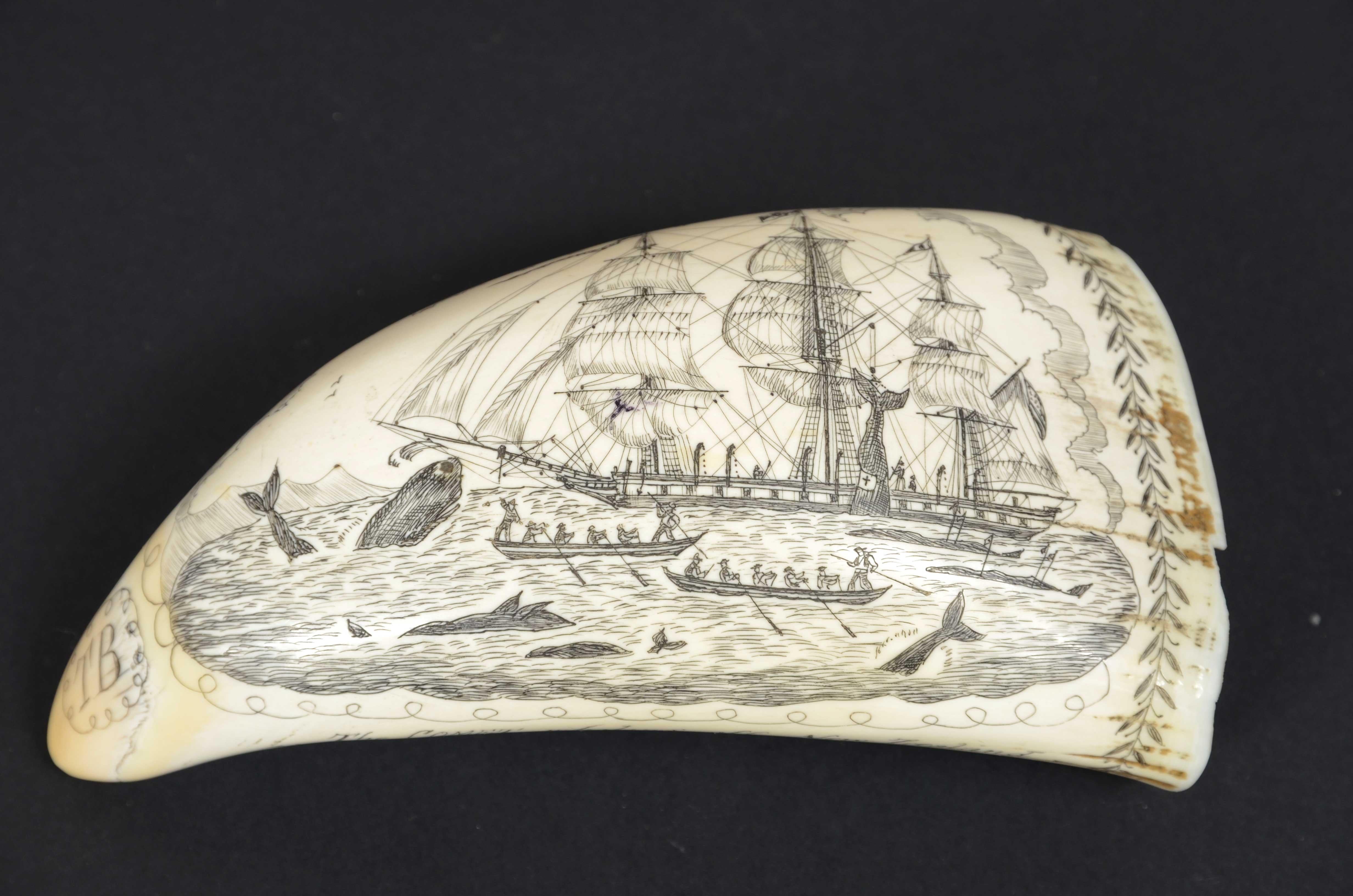 Beautiful and rich Scrimshaw of a great  engraved whale tooth, of fine workmanship datable around the  mid-19th c., length 14.3 cm, depicting rich and detailed hunting scene: large whaler  three-masted with men on board, 2 rowboats with 6 whalers