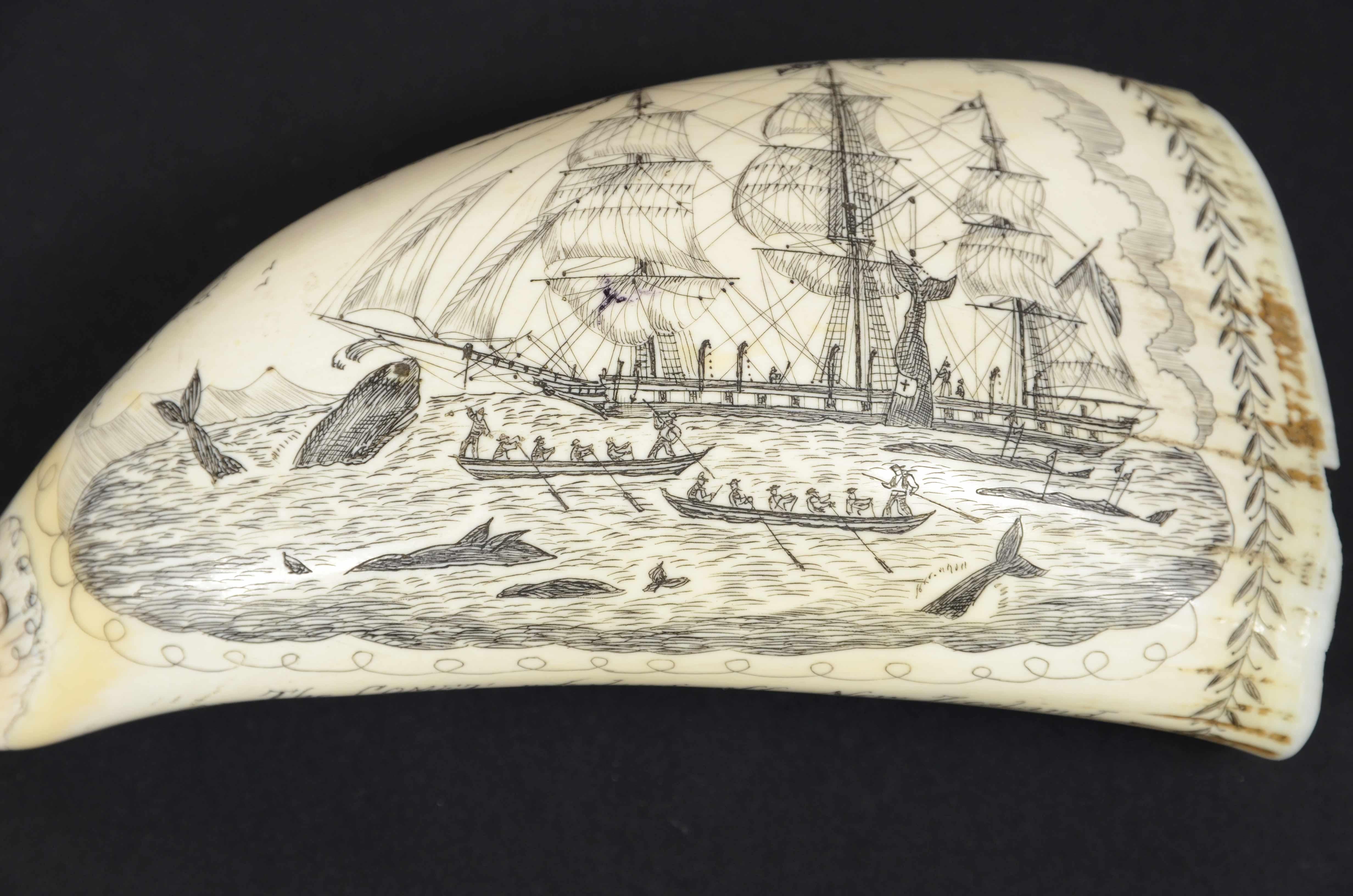 whale tooth scrimshaw