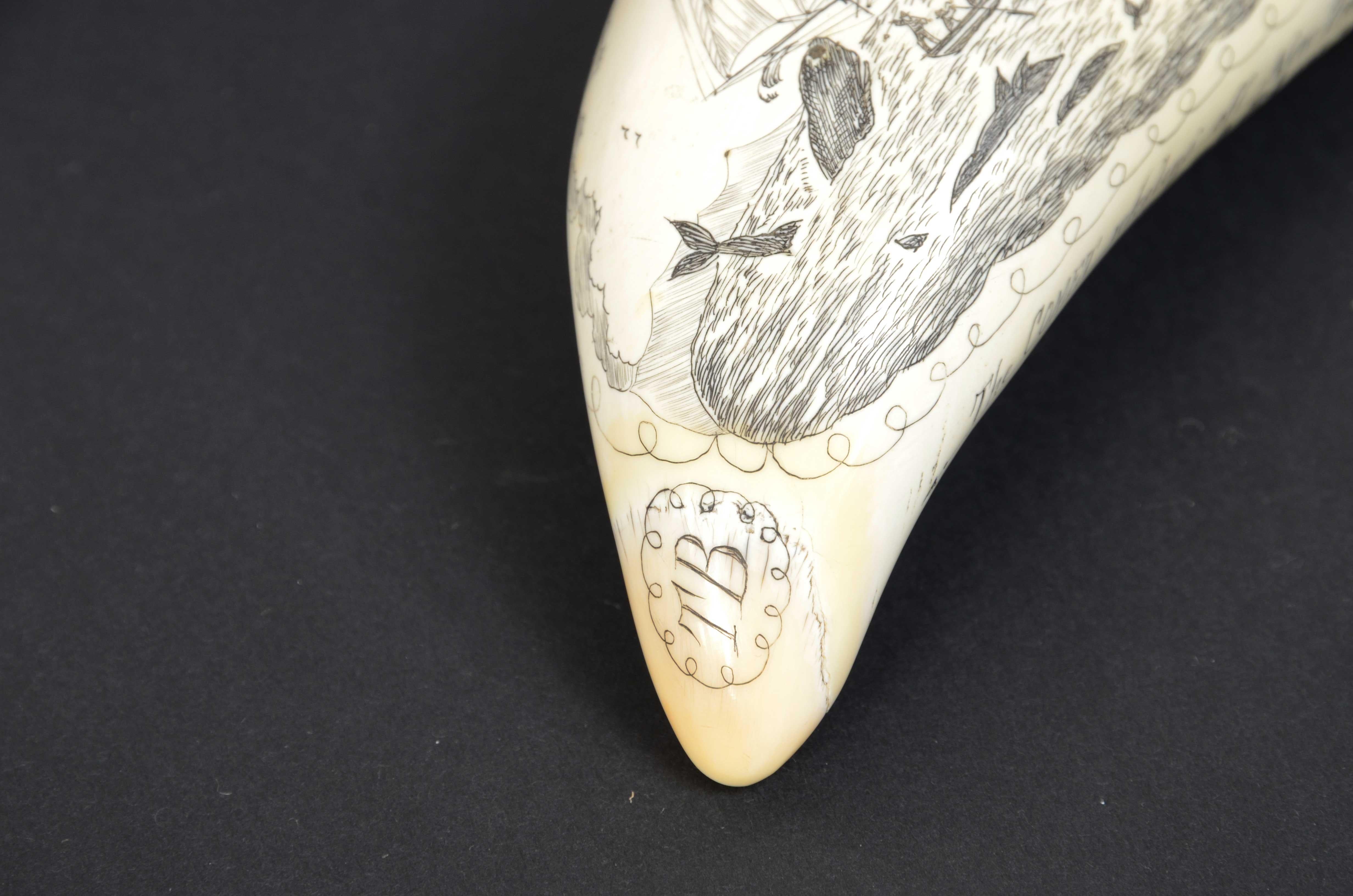 Scrimshaw of a great  engraved whale tooth exquisite workmanship mid-19th century In Good Condition In Milan, IT