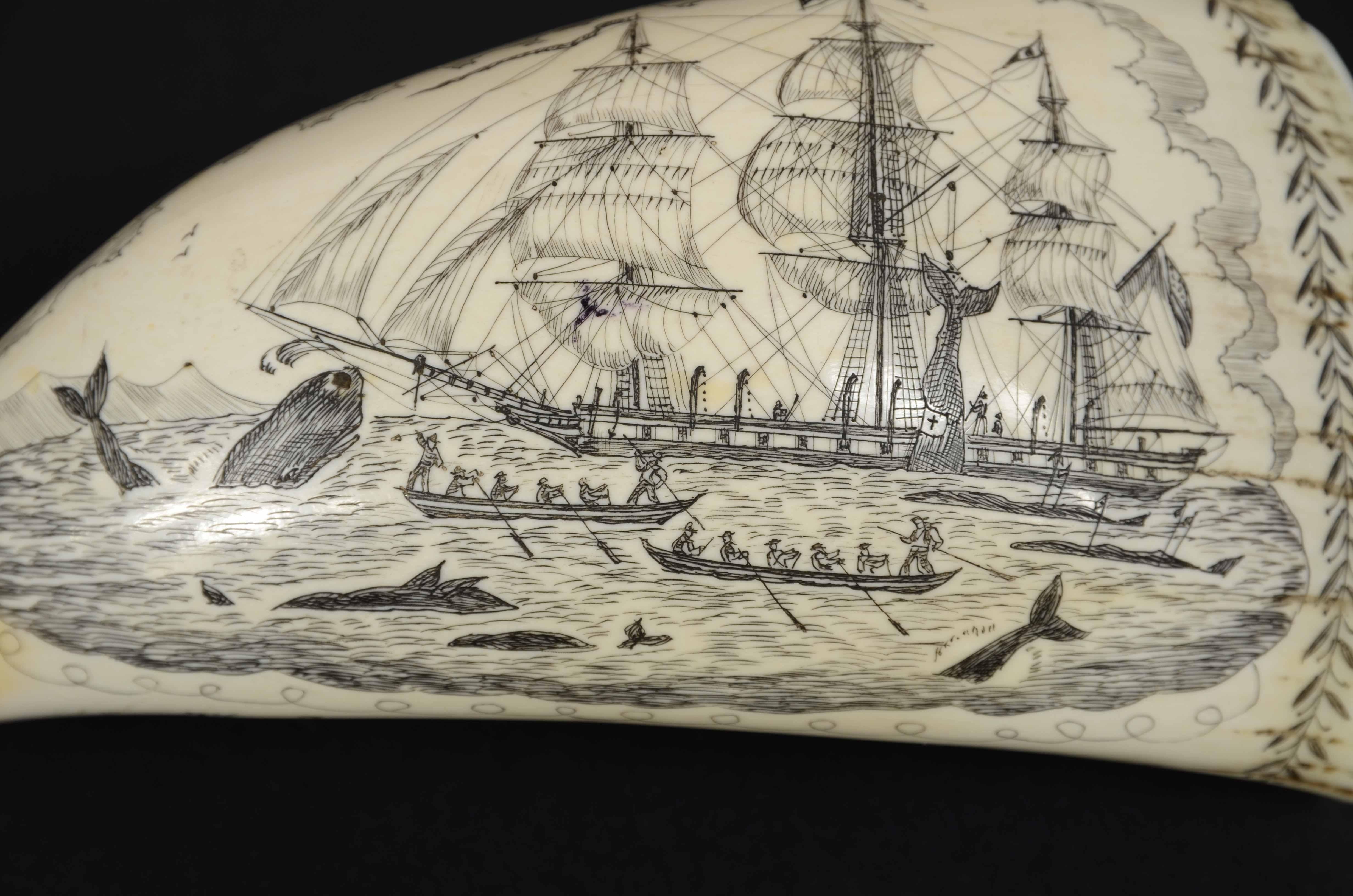 Teeth Scrimshaw of a great  engraved whale tooth exquisite workmanship mid-19th century