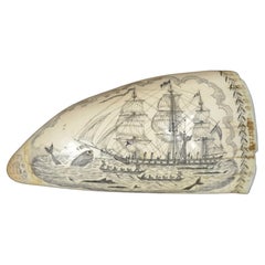 Scrimshaw par un grand  dent de baleine gravée milieu du 19e siècle