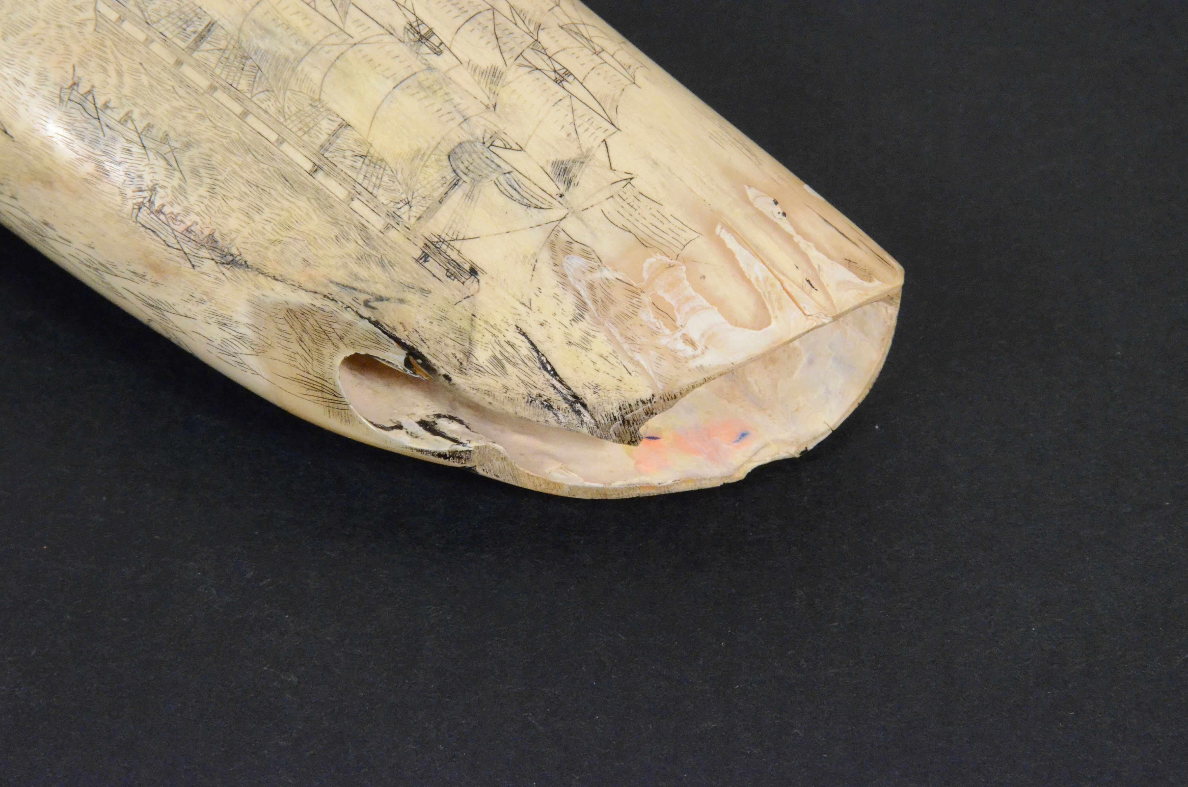 Scrimshaw originale di un dente di balena inciso datato 1853 lunghezza inch 7.7 4