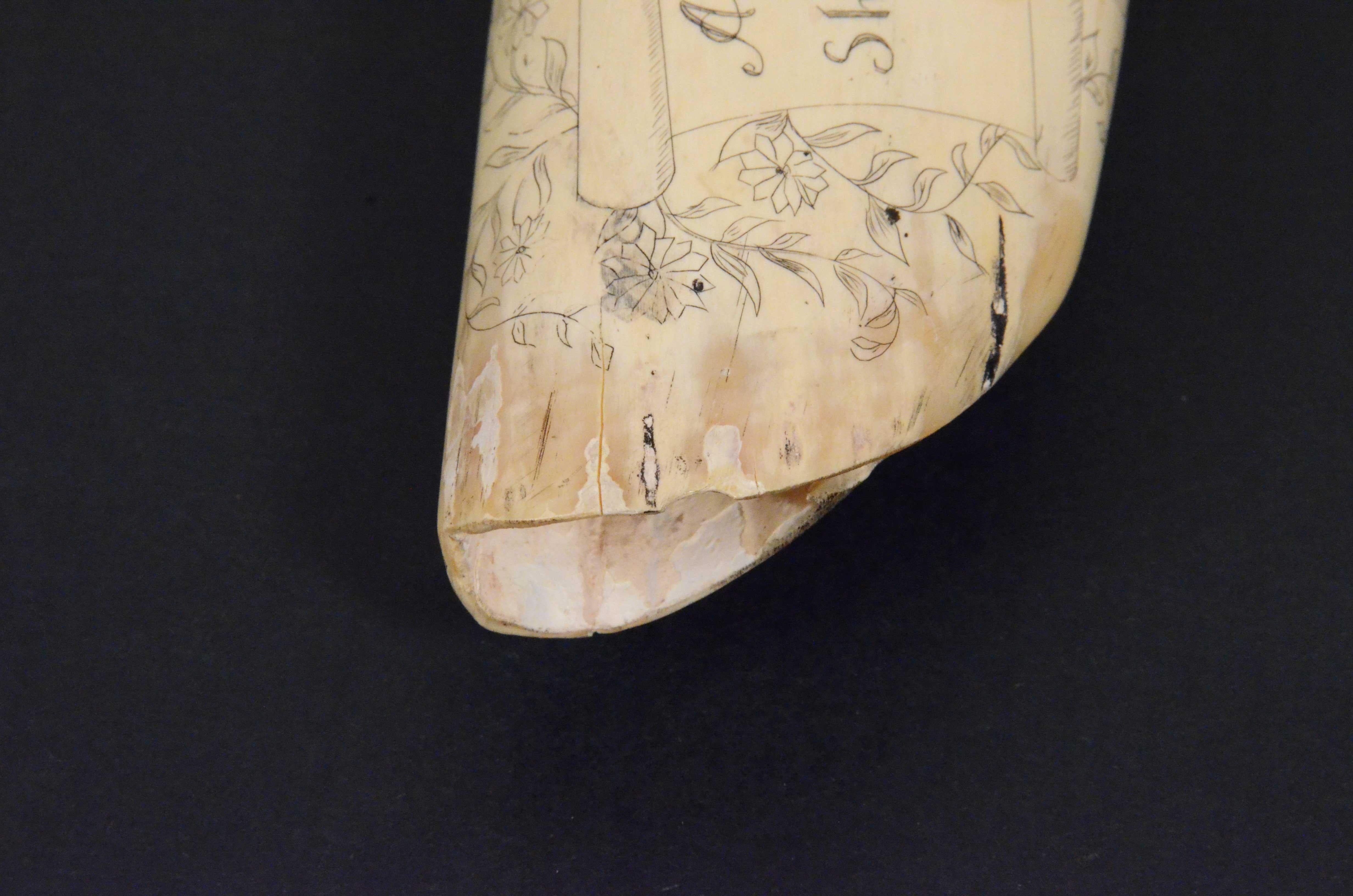 Scrimshaw originale di un dente di balena inciso datato 1853 lunghezza inch 7.7 5