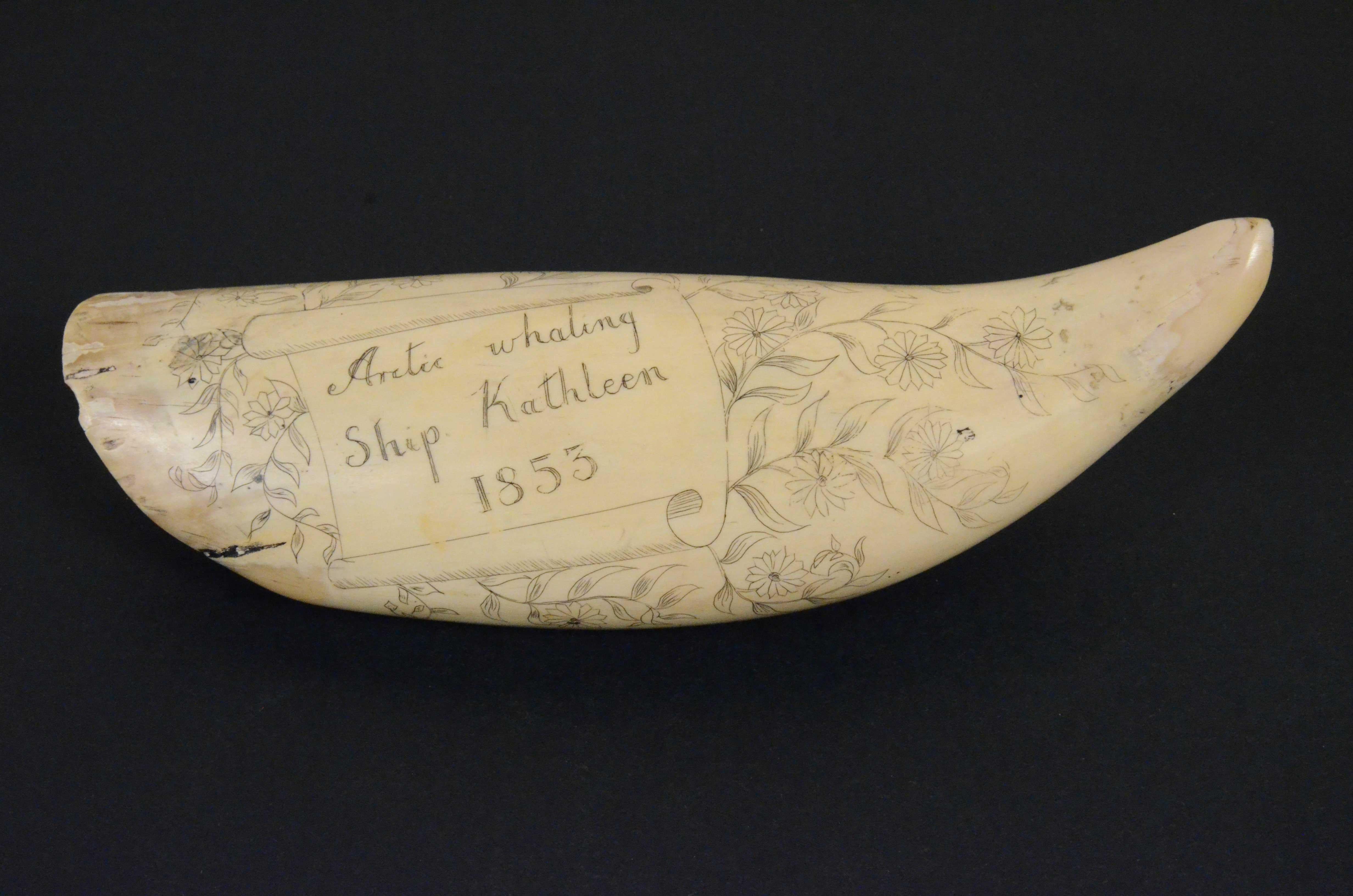 Scrimshaw di un dente di balena inciso, di pregevole fattura datato 1853, lunghezza  cm 18,7, raffigurante 3 balene, 2  barche  a remi con balenieri, 2 vascelli e isola sullo sfondo. Il retro del dente reca la seguente incisione  Arctic whaling Ship