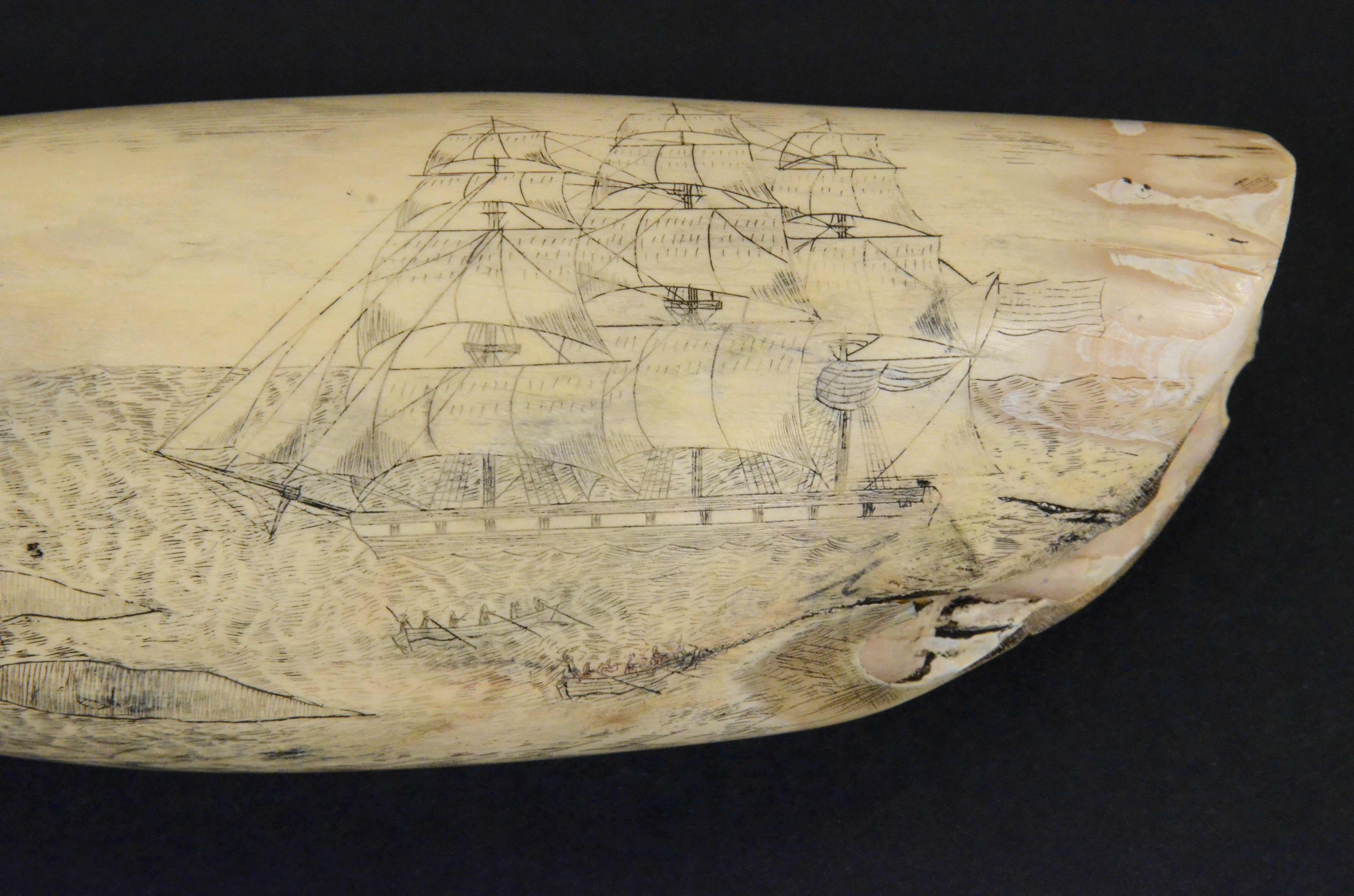 Scrimshaw originale di un dente di balena inciso datato 1853 lunghezza inch 7.7 In Good Condition In Milan, IT