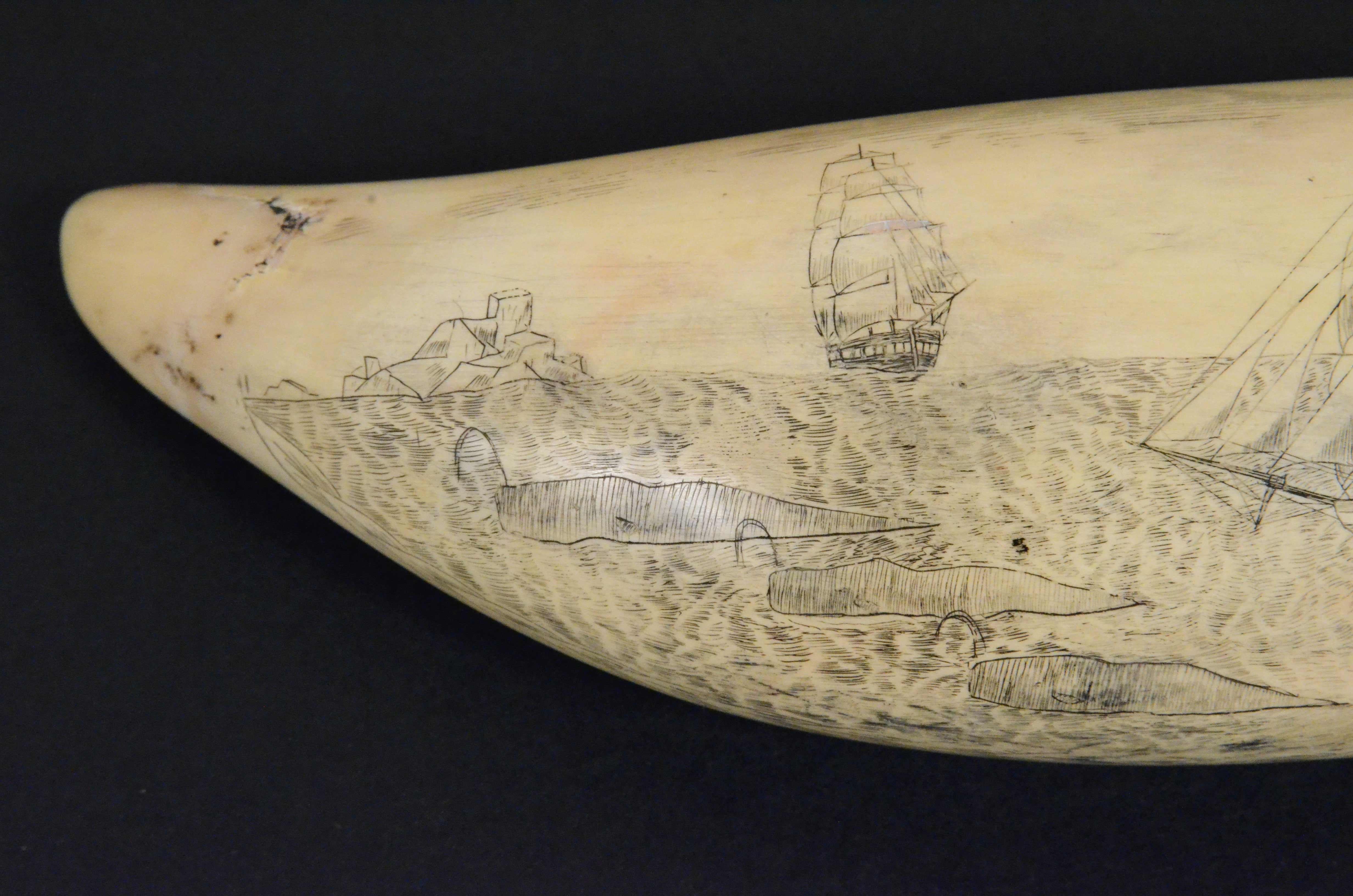 19th Century Scrimshaw originale di un dente di balena inciso datato 1853 lunghezza inch 7.7