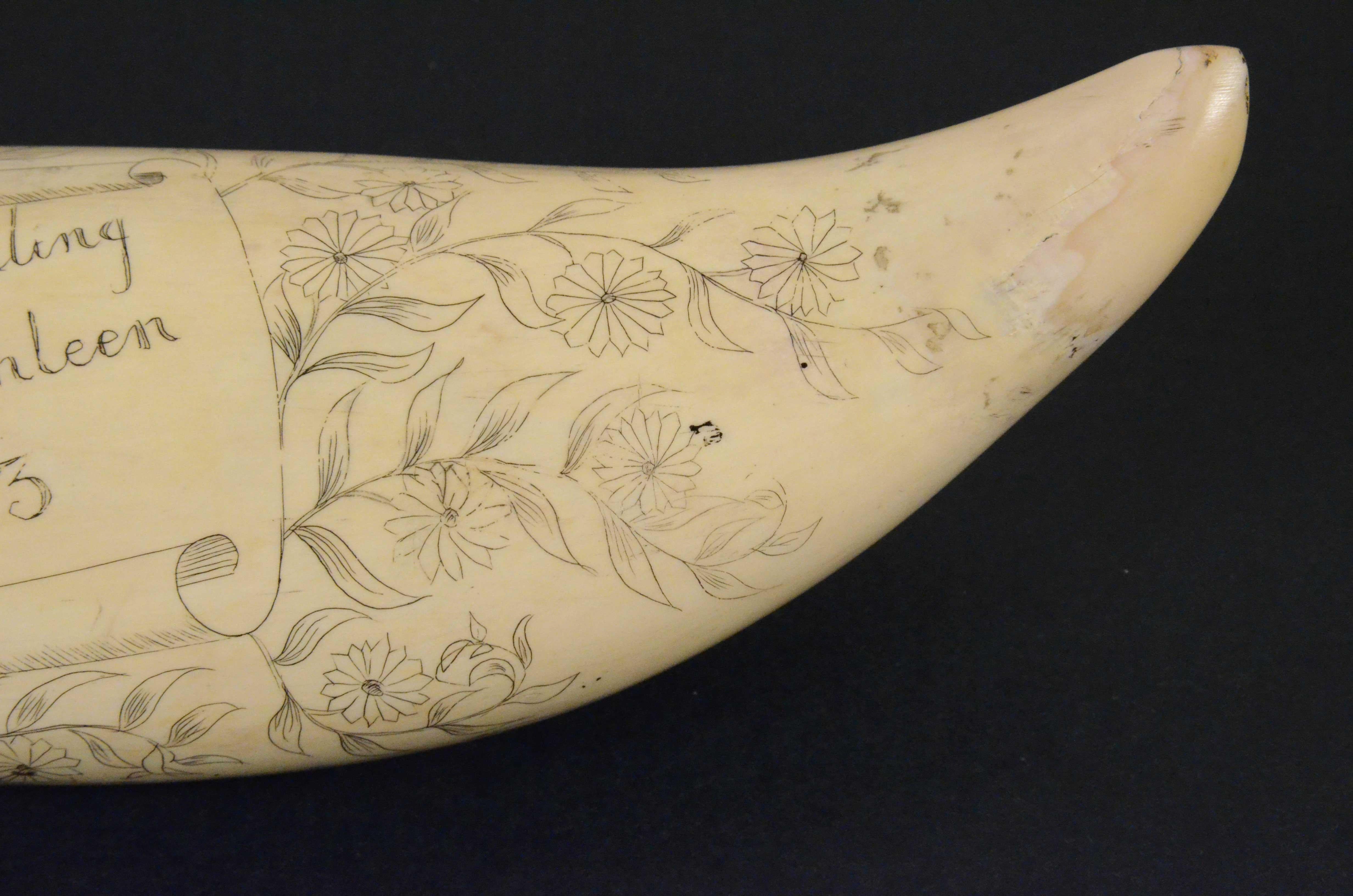 Scrimshaw originale di un dente di balena inciso datato 1853 lunghezza inch 7.7 2