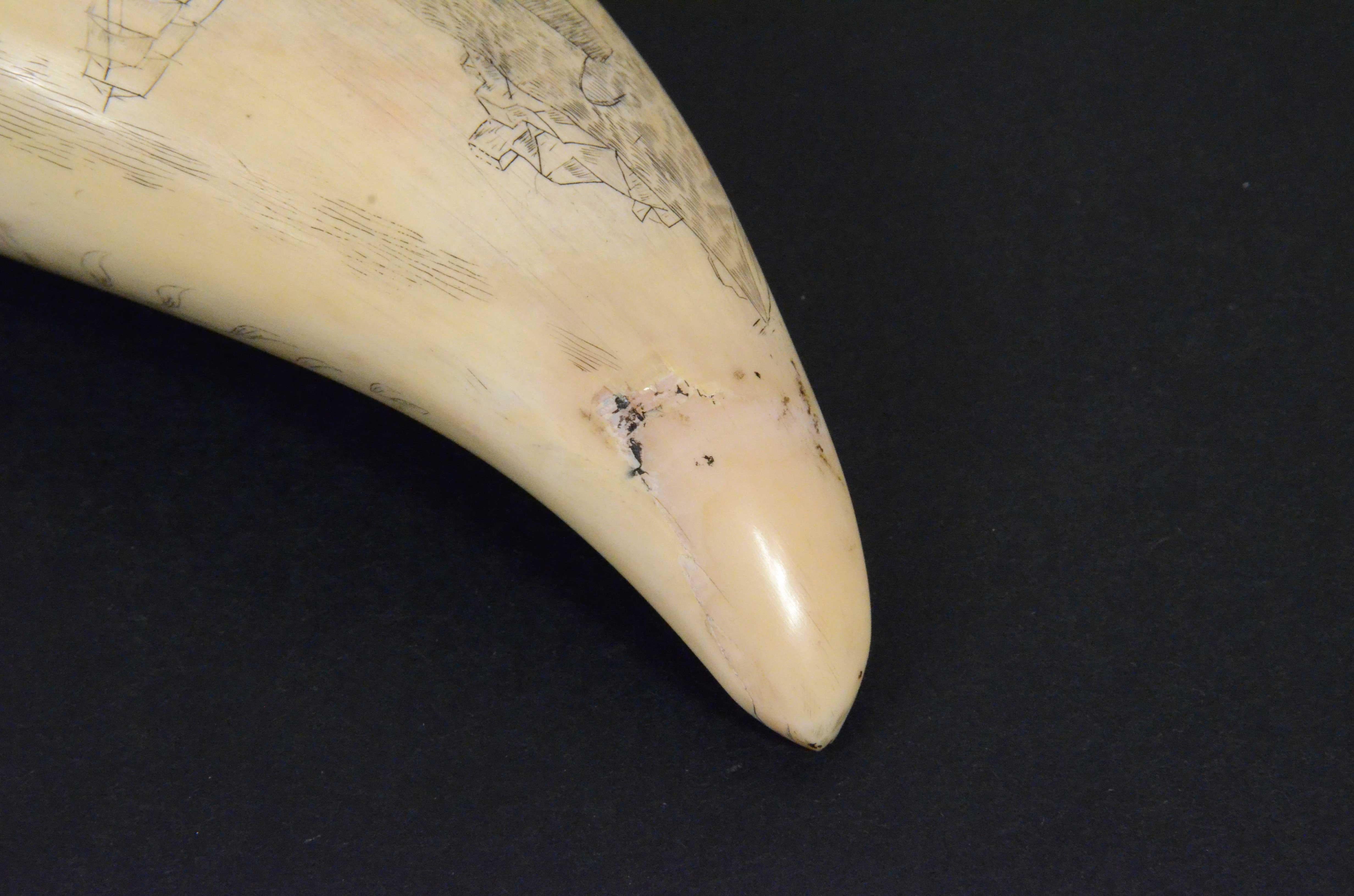 Scrimshaw originale di un dente di balena inciso datato 1853 lunghezza inch 7.7 3