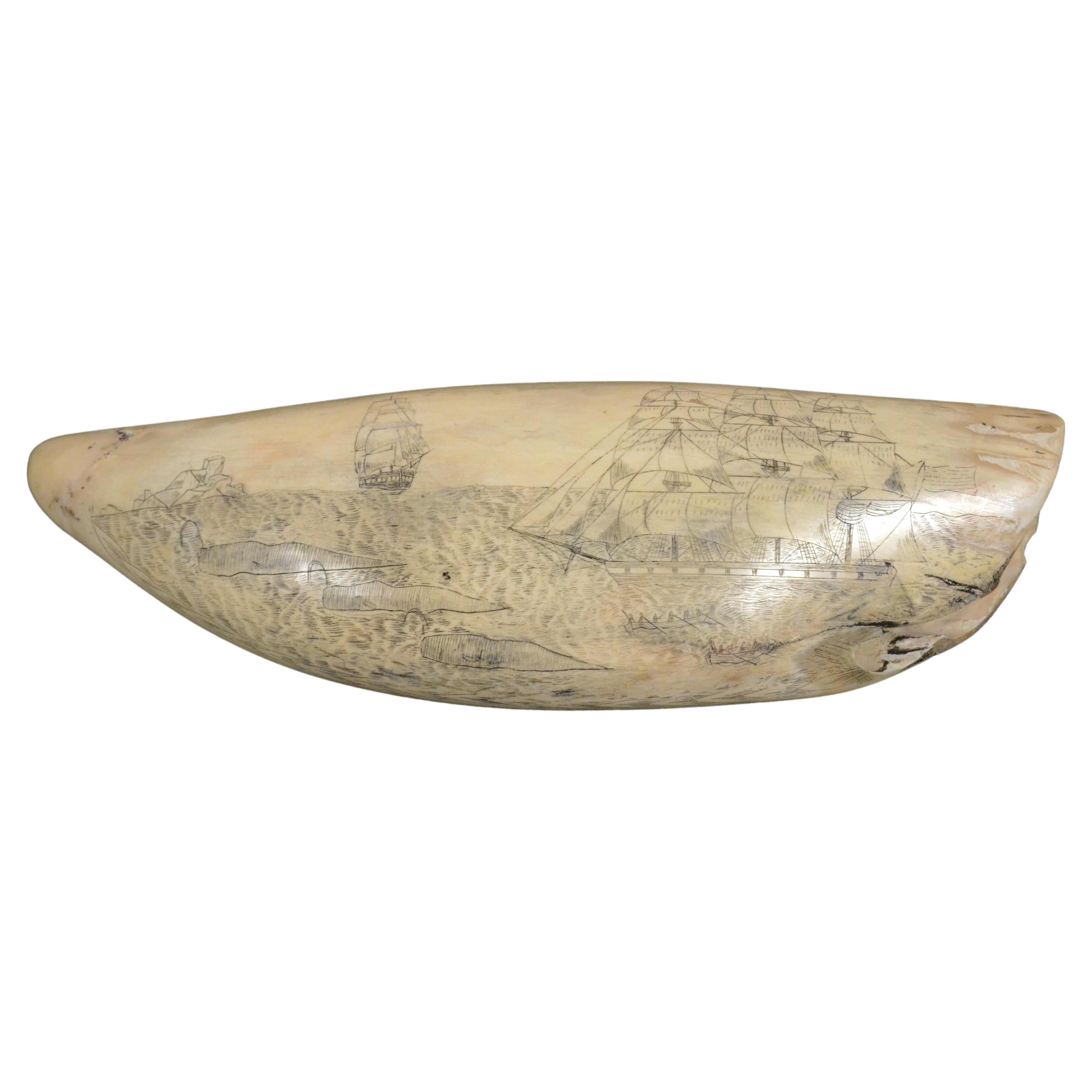 Scrimshaw originale di un dente di balena inciso datato 1853 lunghezza inch 7.7