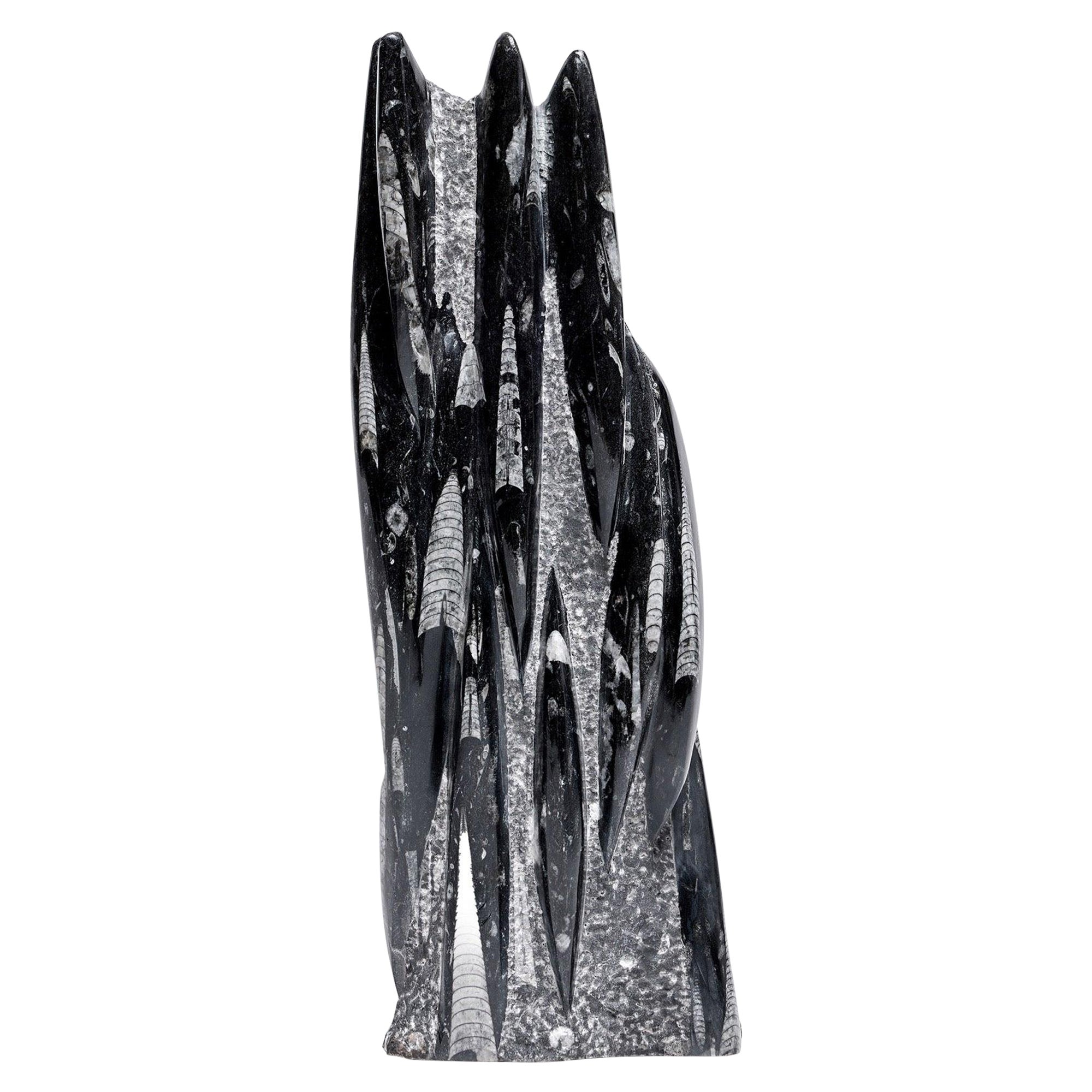Gemeißeltes Fossil