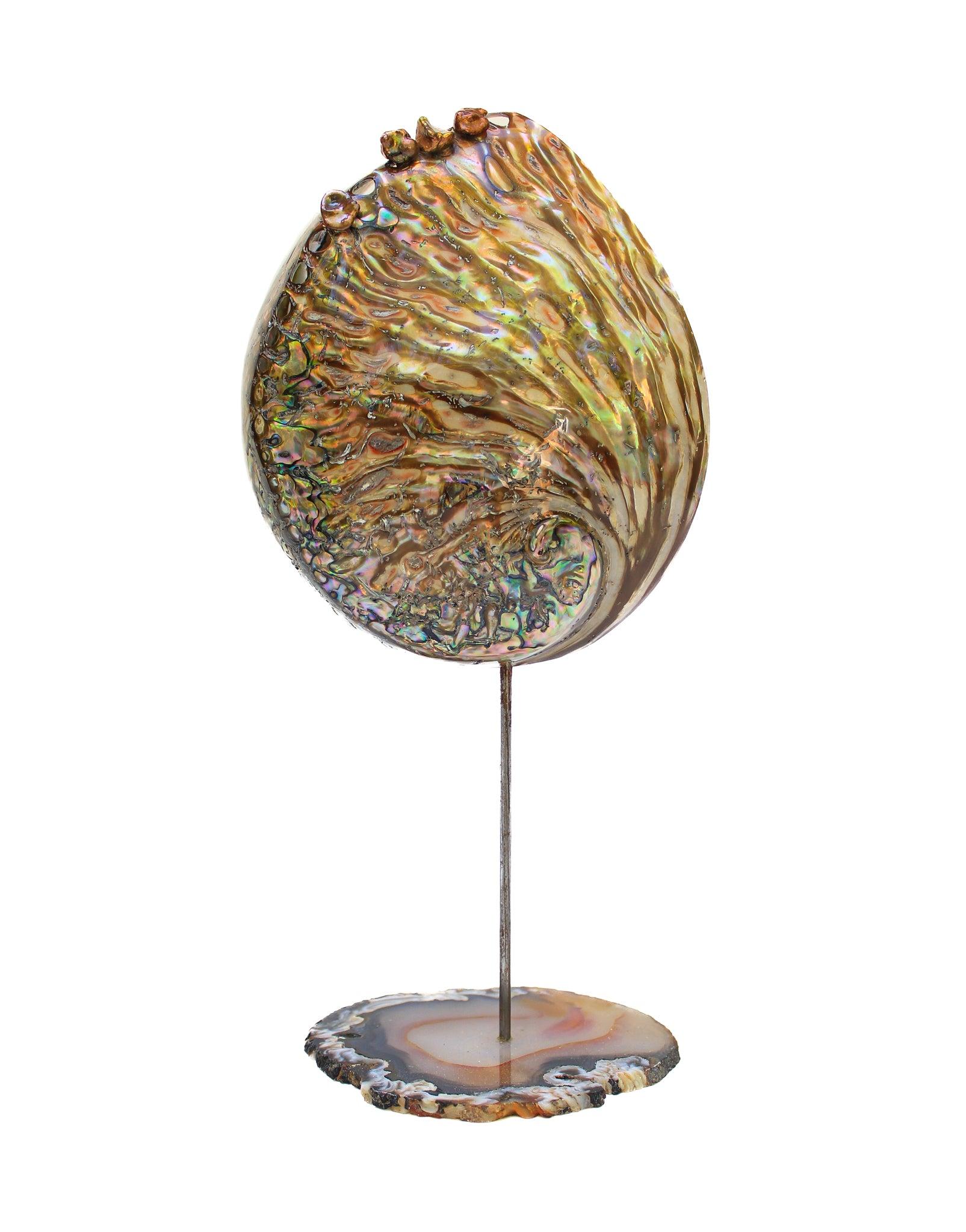 Polished Abalone (Haliotis Iris) shell with natural forming baroque pearls mounted on a metal rod on a polished agate base. The iridescent, multi-colored shell coordinates perfectly with the baroque pearls and polished agate slice. The elements