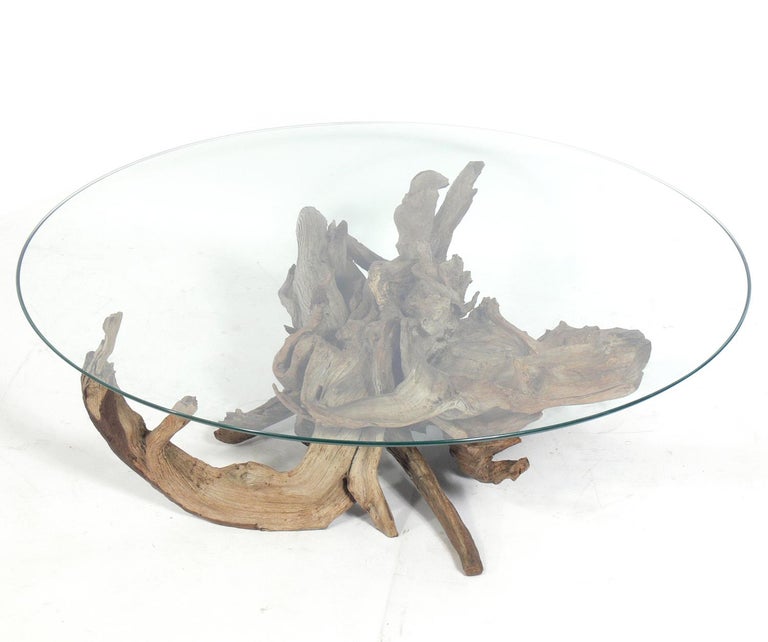 Sculptural driftwood coffee table, American, circa 1950s. Retains warm original patina to the driftwood base.