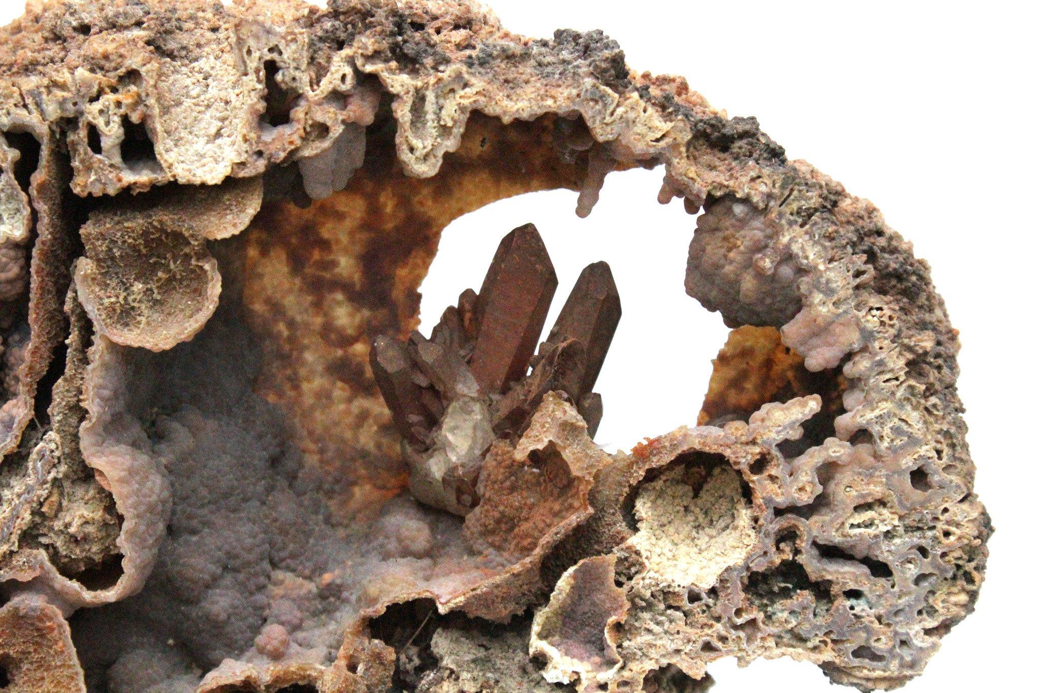 fossilized beehive