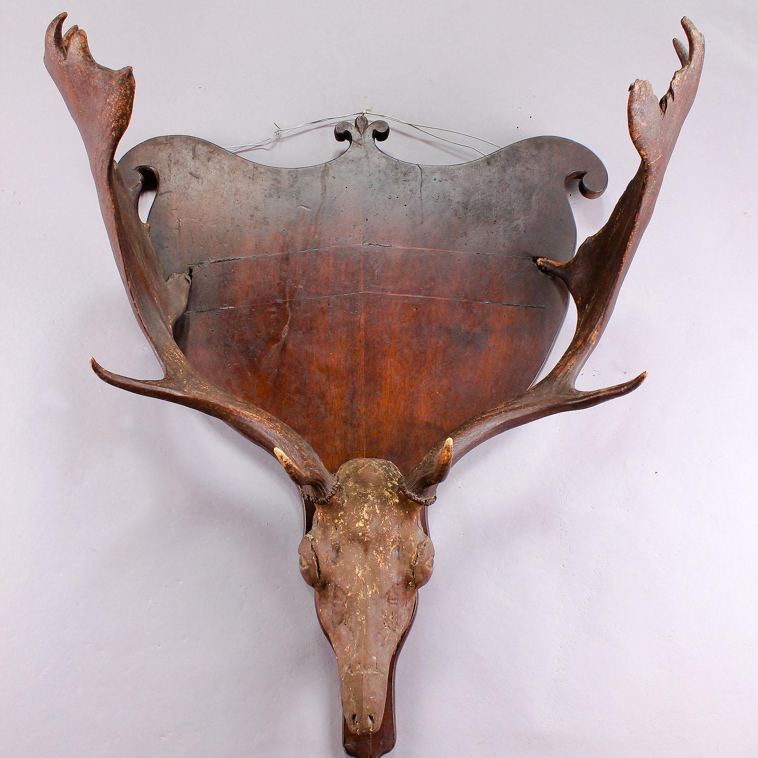 A large fallow deer trophy with genuin skull mounted on a wooden plate. Skull covered with resine and painted. May have been used as shelve or coat rack. Italy mid of 19th century.

Width: 25.59