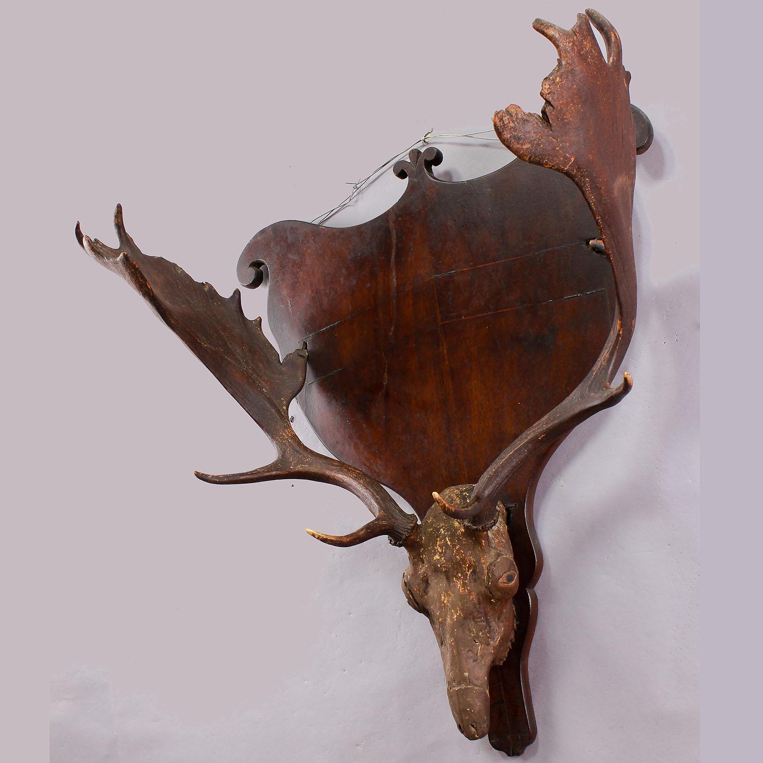 Italian Sculptural Fallow Deer Trophy on Wood Plaque, circa 1860