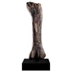 Skulpturaler fossiler Dinosaurier-Oberschenkelknochen, Apatosaurus, Morrison-Formation, Jura