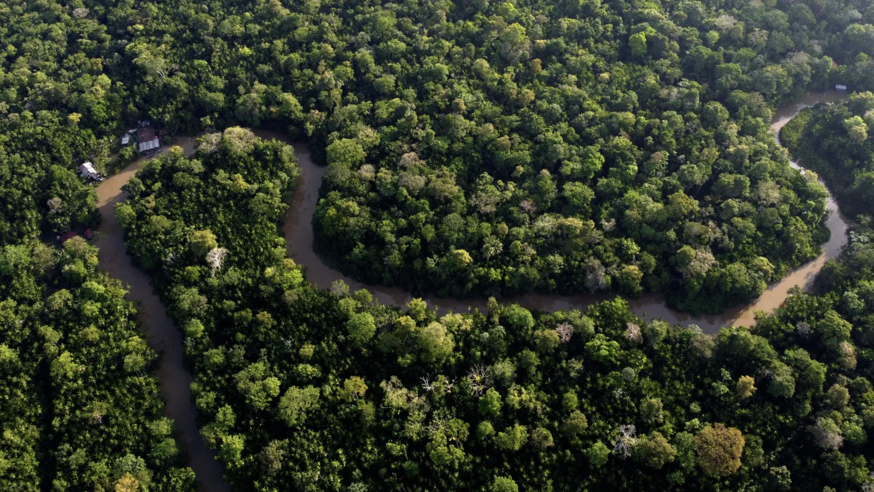 Contemporary Live-Edge Organic Cross-Cut Slab Table crafted in Brazil from salvaged Ipé trees For Sale