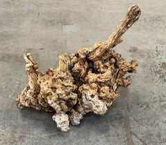 Sculptural Large Burl Wood Specimen