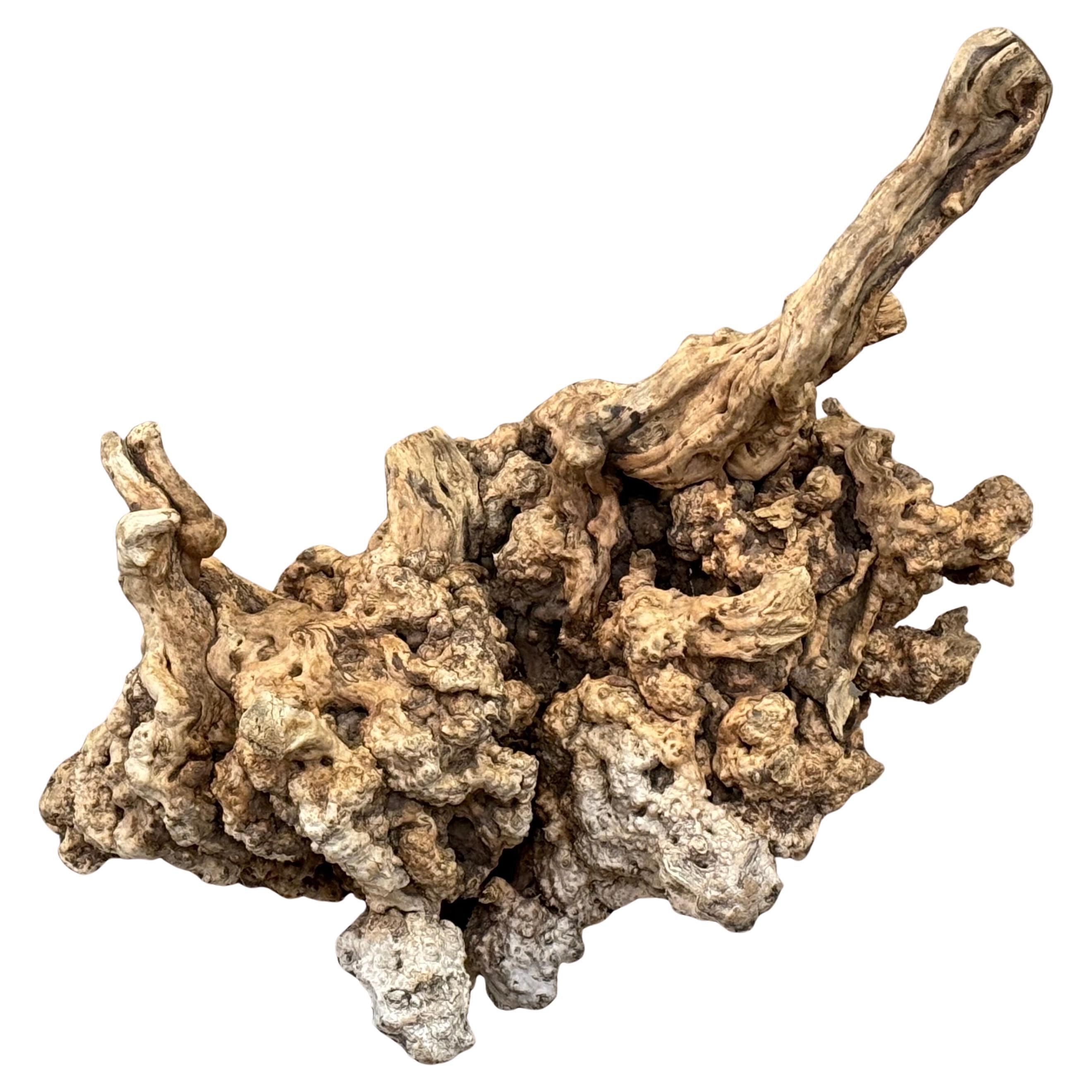 Sculptural Large Burl Wood Specimen