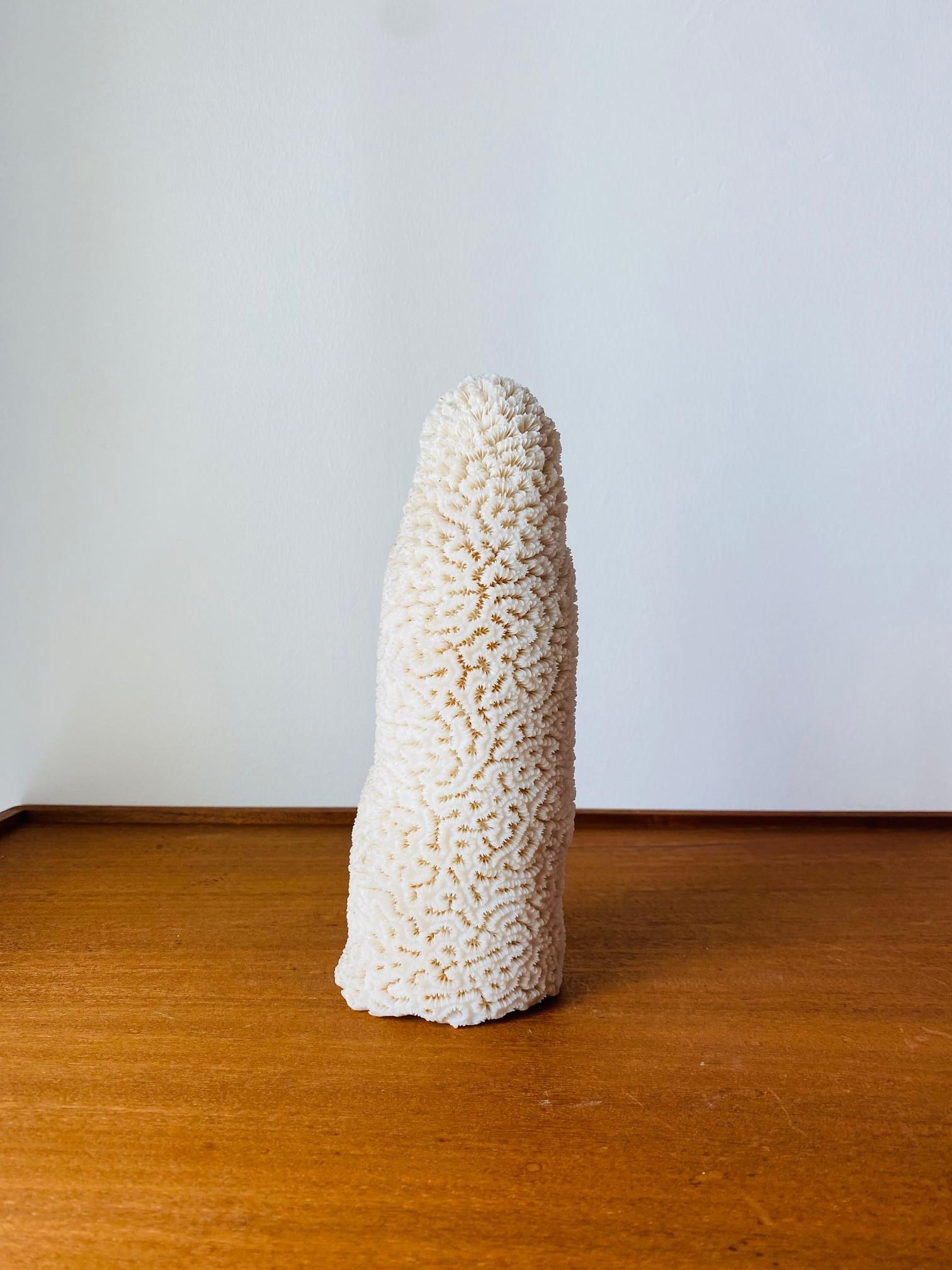 Un espécimen de coral marino blanco, raro y natural, de hacia la década de 1970. Esta tentadora pieza de coral marino natural adopta la forma de una escultura moderna con su forma y brillo sensuales. La pieza no tiene daños  y se sostiene por sí