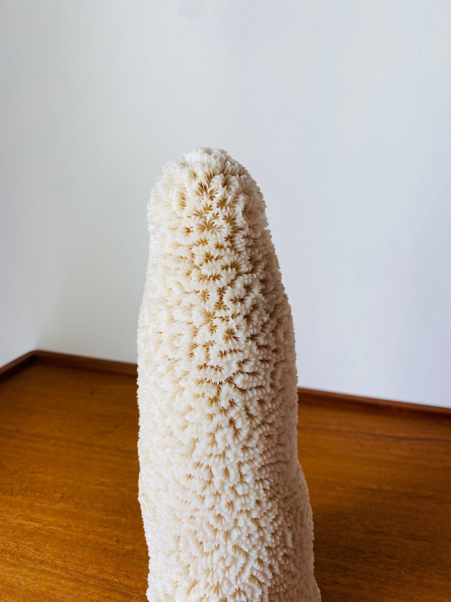 Escultura de Coral Marino Blanco Natural en Bueno estado para la venta en San Diego, CA