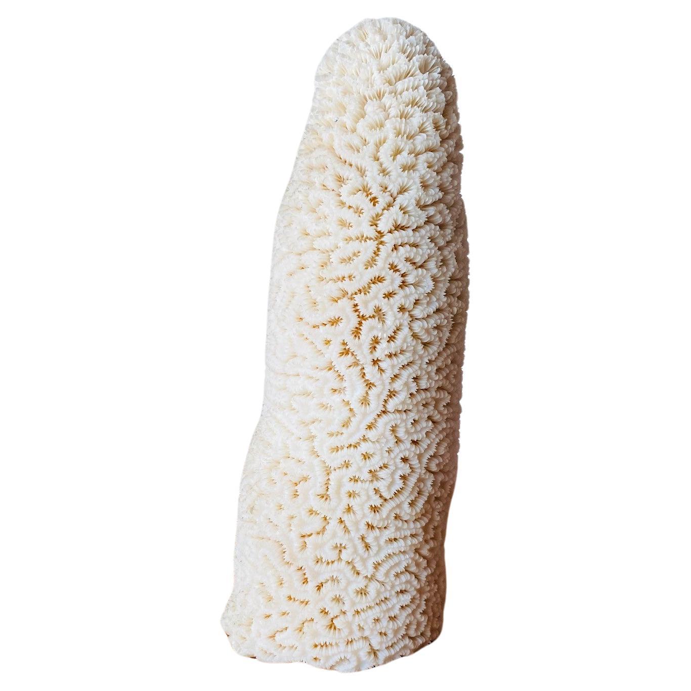 Sculptural Natural White Sea Coral Specimen For Sale