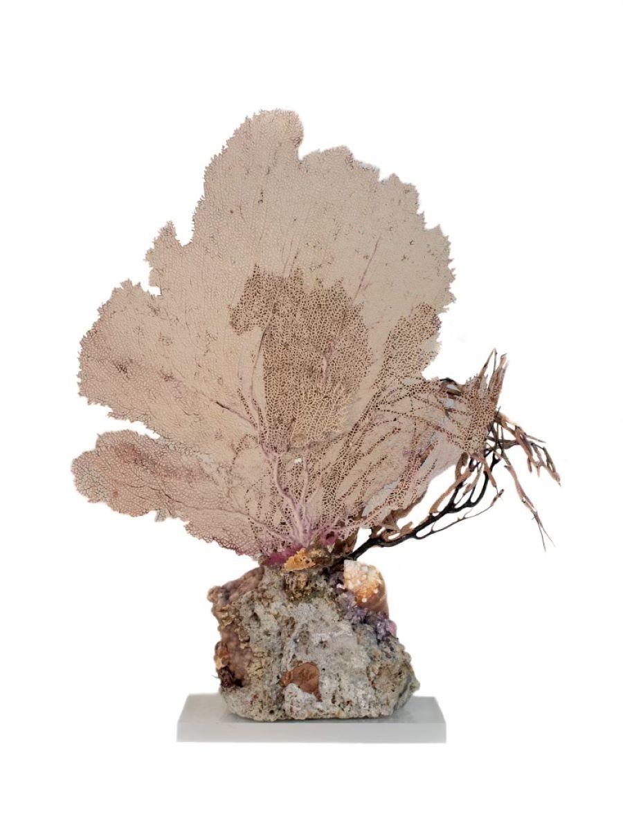Sculptural Sea Fan with Amethyst and Shells on Agatized Coral and Lucite Base In Excellent Condition In Dublin, Dalkey