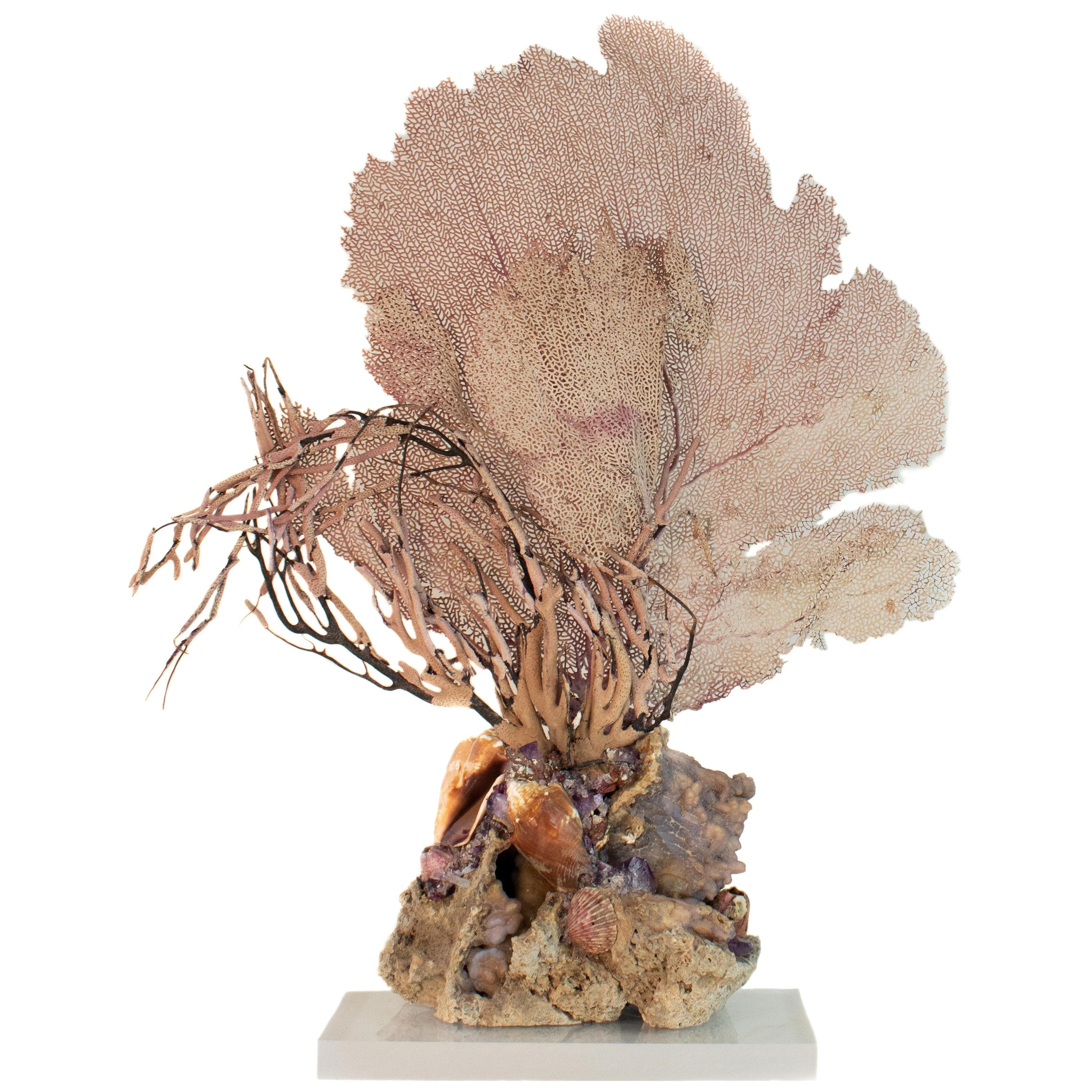 Sculptural Sea Fan with Amethyst and Shells on Agatized Coral and Lucite Base