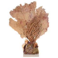 Sculptural Sea Fan with Amethyst and Shells on Agatized Coral and Lucite Base