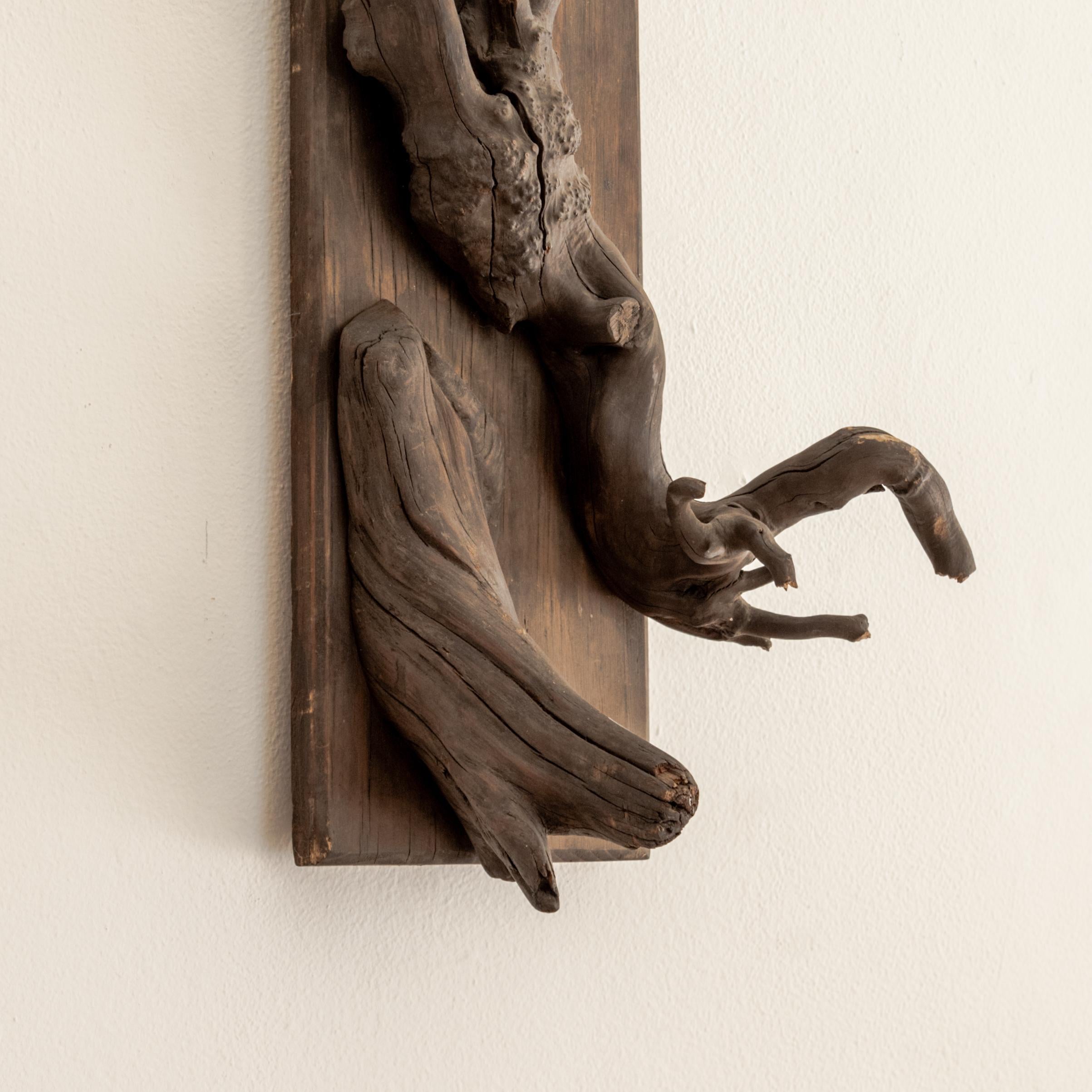 Bois Monture de taxidermie sculpturale
