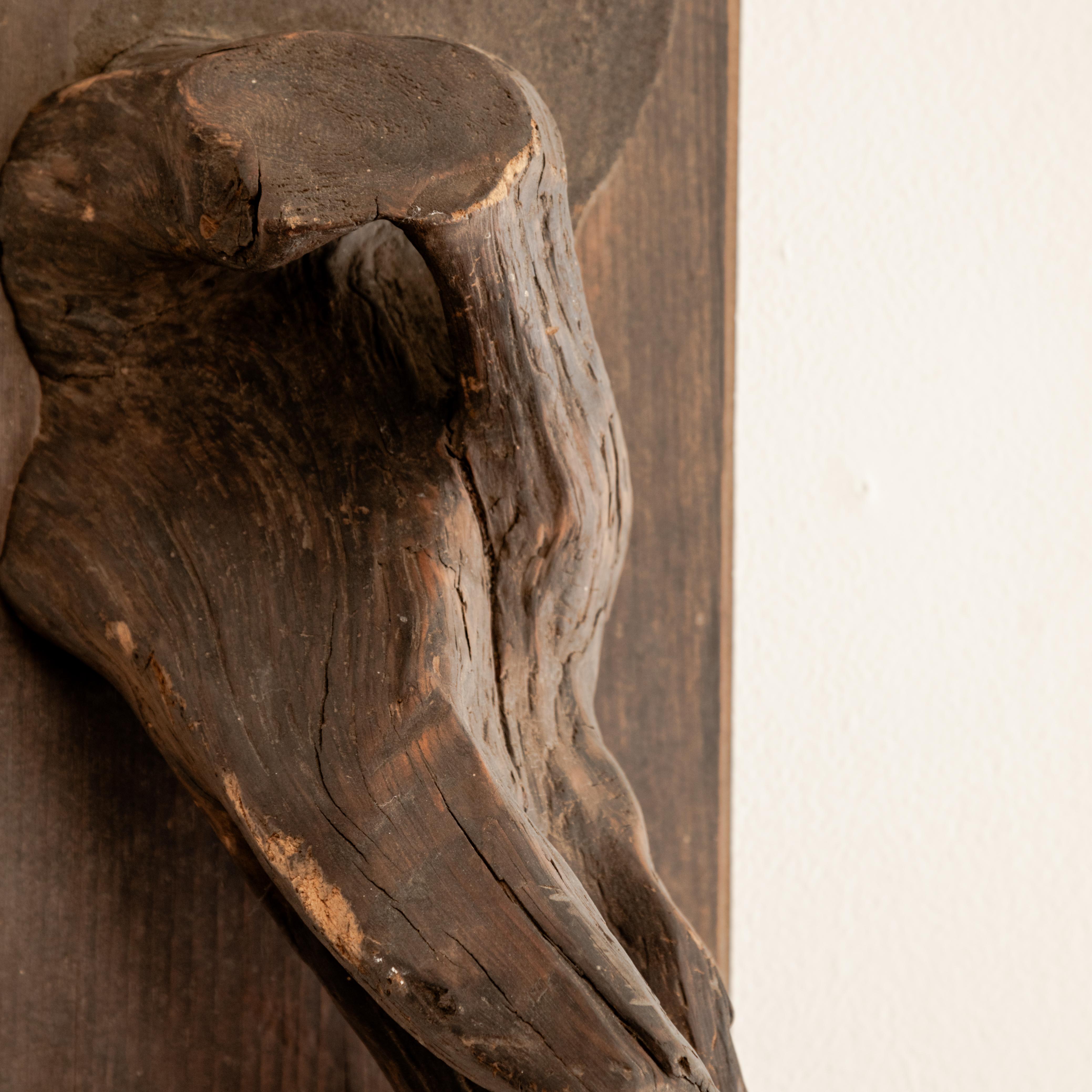 Monture de taxidermie sculpturale en vente 1
