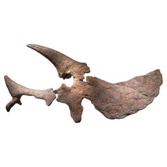 Used Sculptural Triceratops Skull Fossil