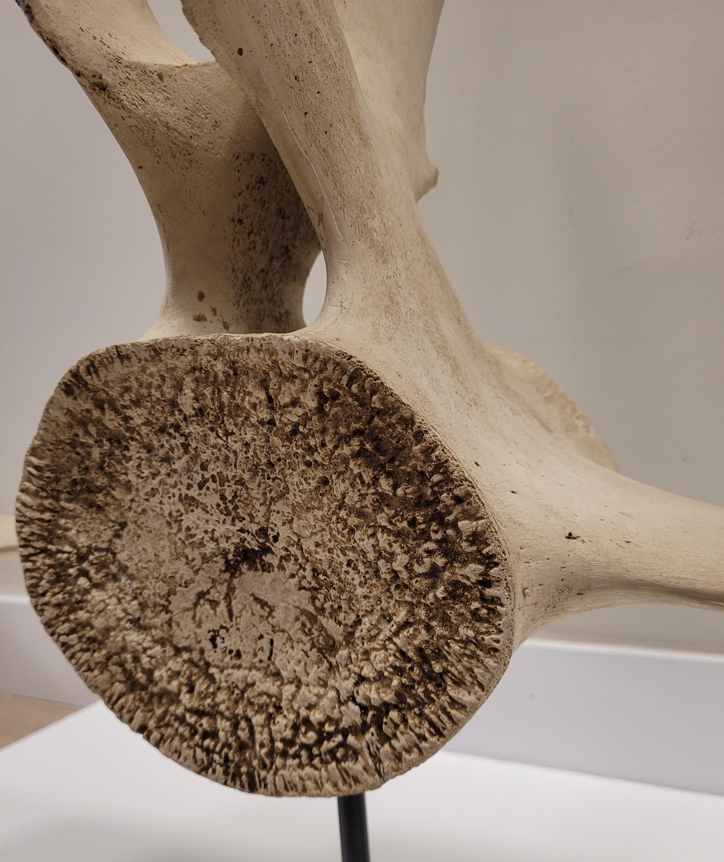Scultura di vertebra di balena in pietra, con supporto in ferro battuto, Roche Bobois in vendita 4