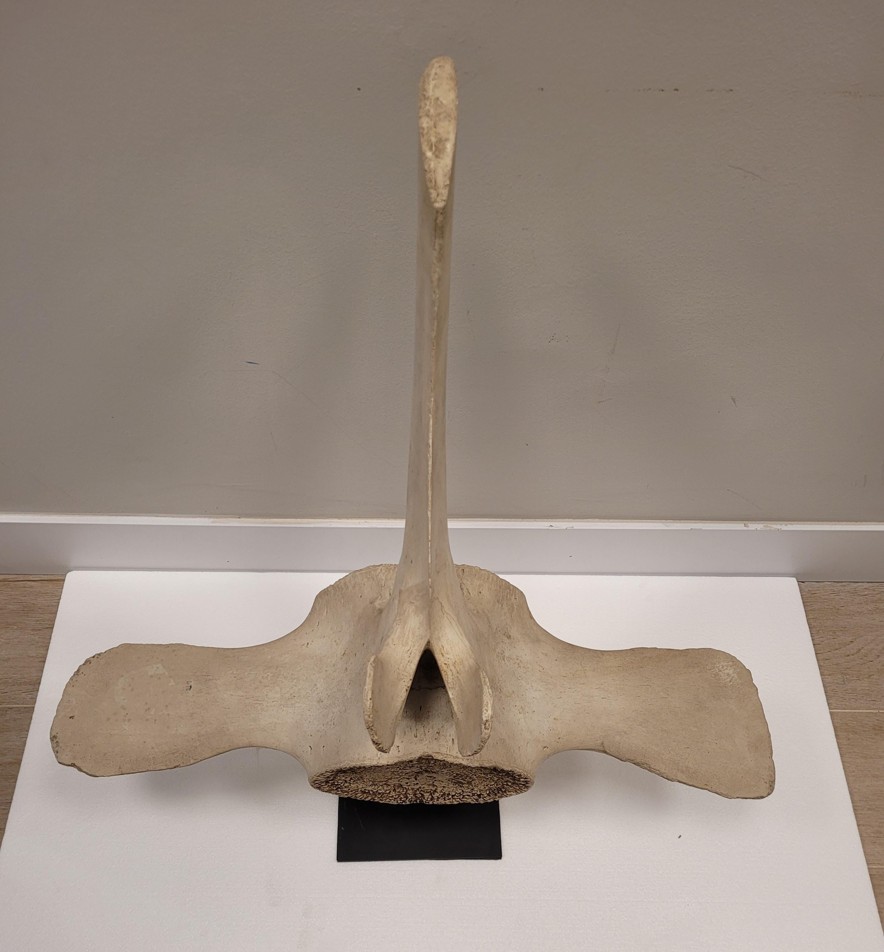 Skulptur eines Walfledermaus aus Stein, mit schmiedeeiserner Stütze, Roche Bobois im Angebot 6