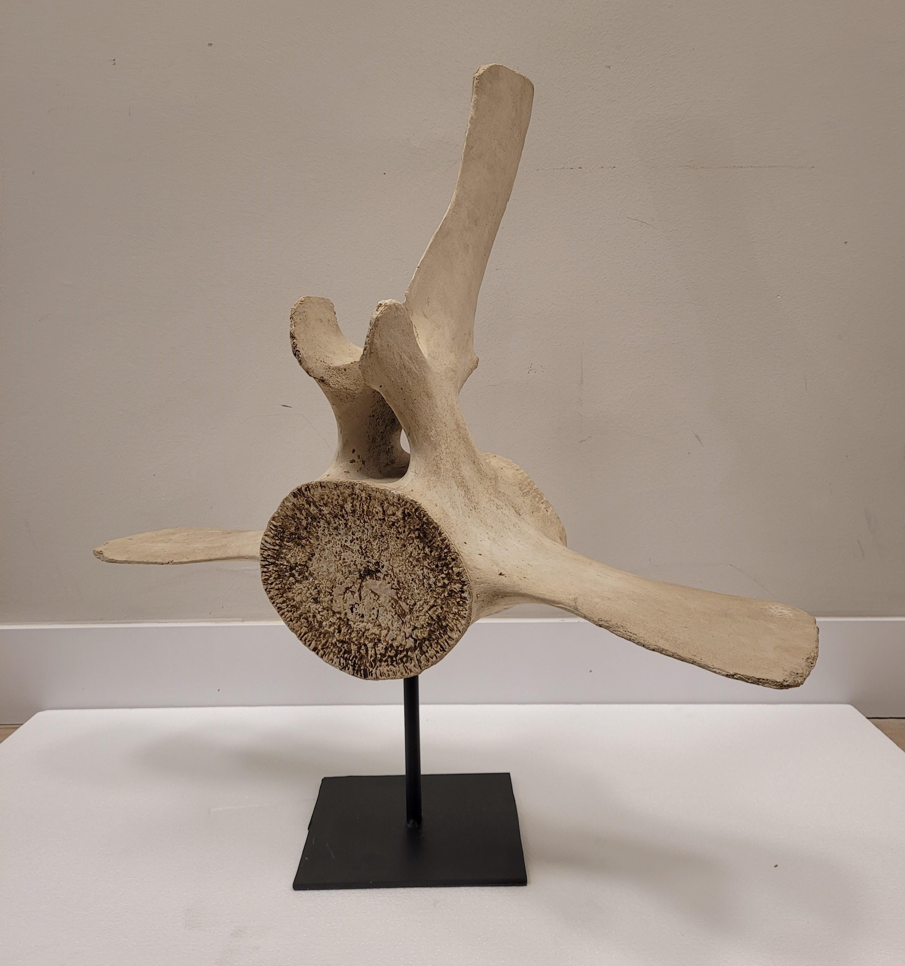 Sculpture of whale vertebra in stone , with wrought iron support, Roche Bobois In Excellent Condition For Sale In Valladolid, ES