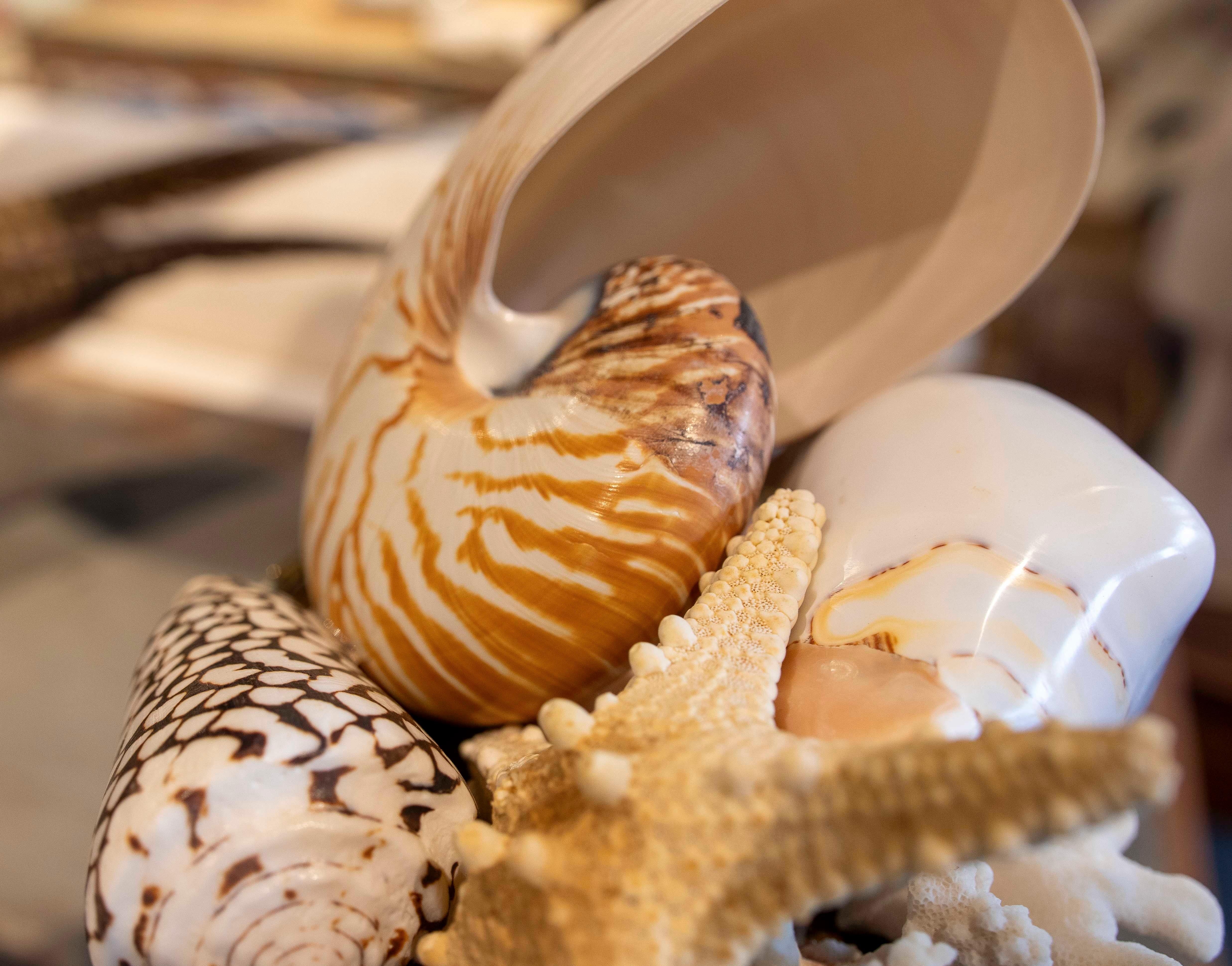 Sculpture with Seashell Assemblage and Antique Candelabrum Base For Sale 13