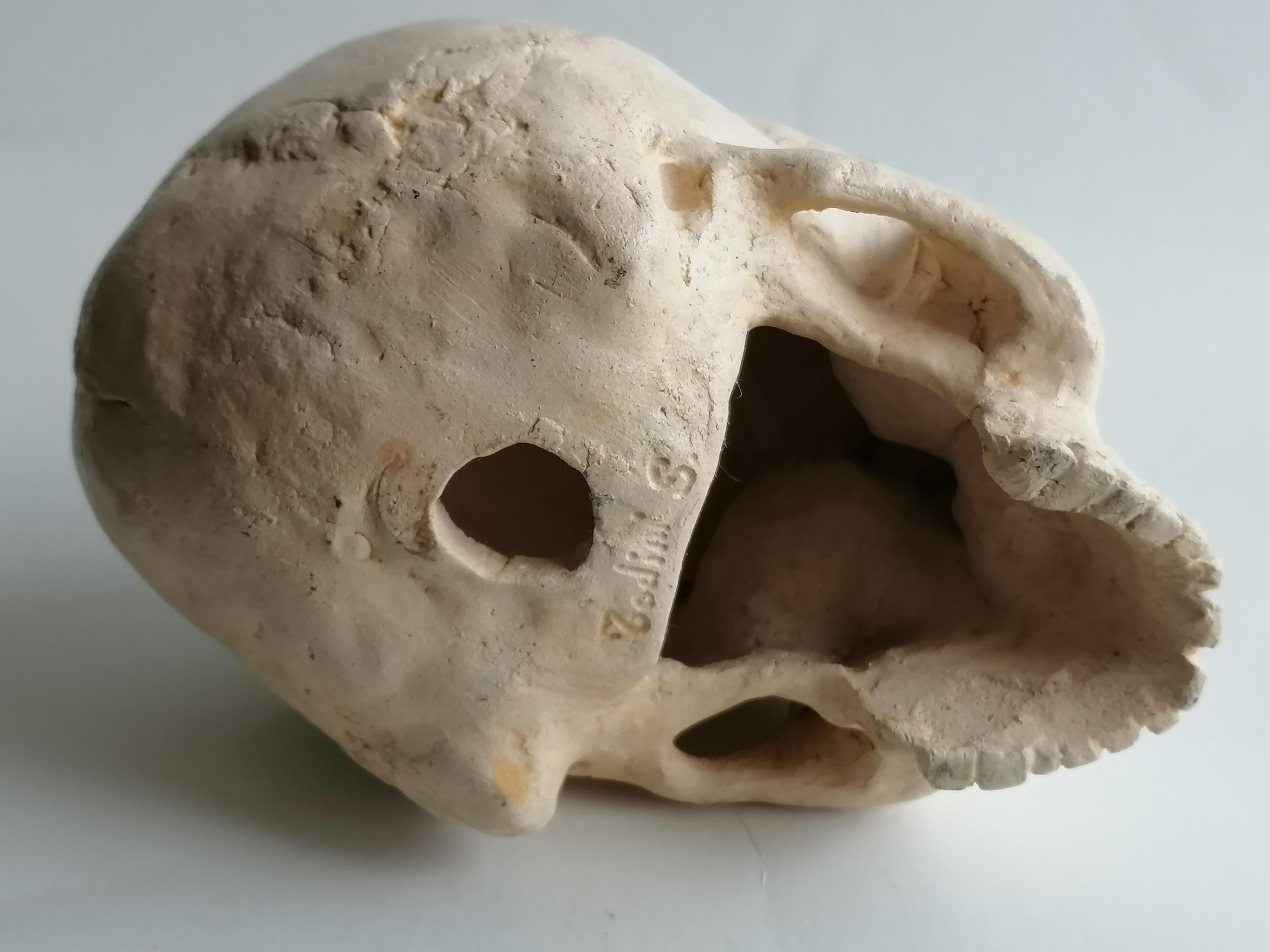 escultura 'Thinking Skull' en cerámica clara esmaltada y decorada -fabricada en Italia Cerámico en venta
