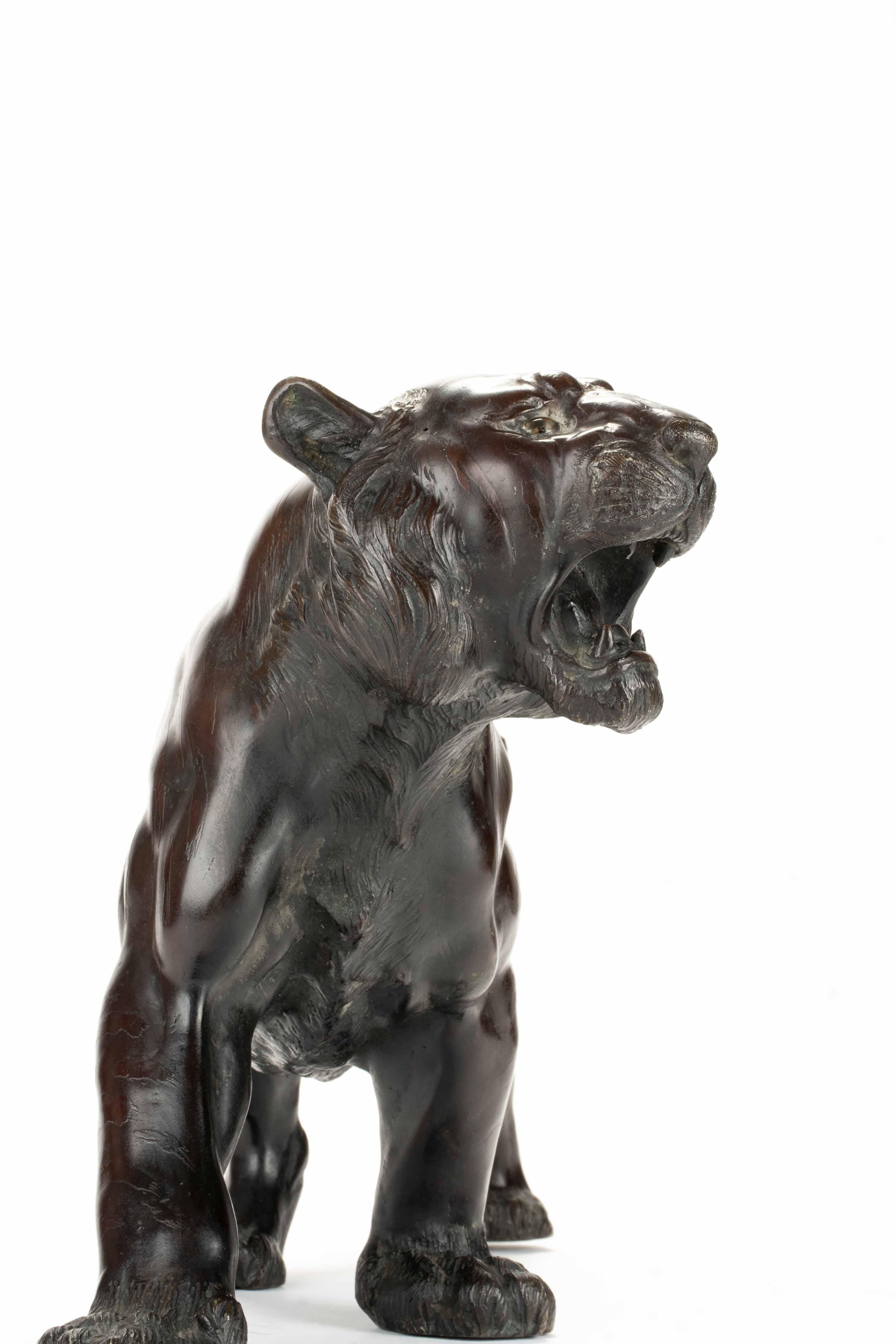 Scultura in bronzo patinato raffigurante lo studio di una potente tigre ruggente con le zampe posteriori piegate, la coda arricciata e la testa leggermente rivolta a sinistra. 
Le caratteristiche striature del manto della tigre sono riprodotte con