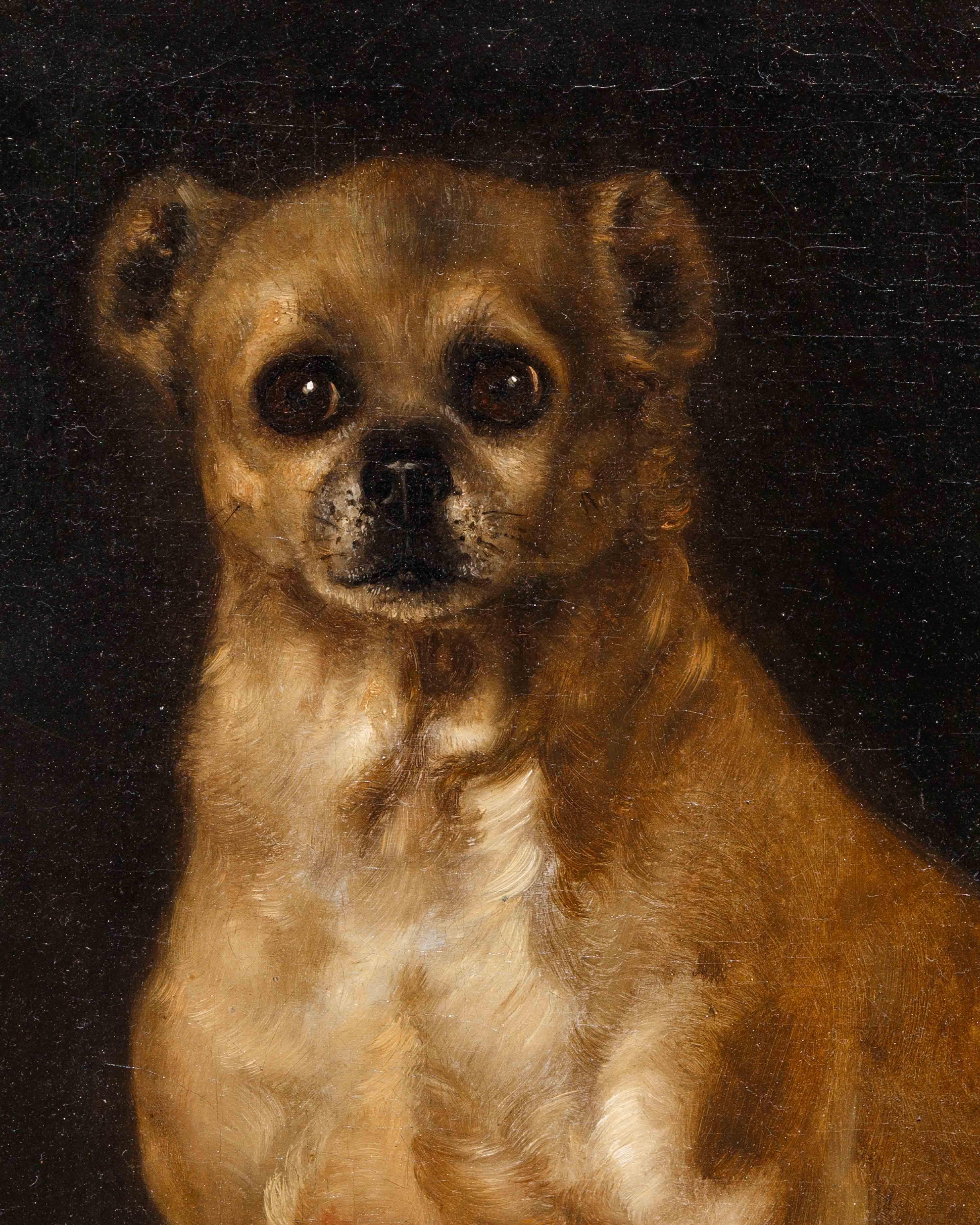 Scuola italiana, sec. XVIII

Ritratto di cagnolino

Olio su tela, cm 48 x 40

Cornice, cm 58 x 48

Questa tela raffigura con estrema precisione e cura dei dettagli un cane di piccola taglia che, con alcune differenze dovute anche all’evoluzione