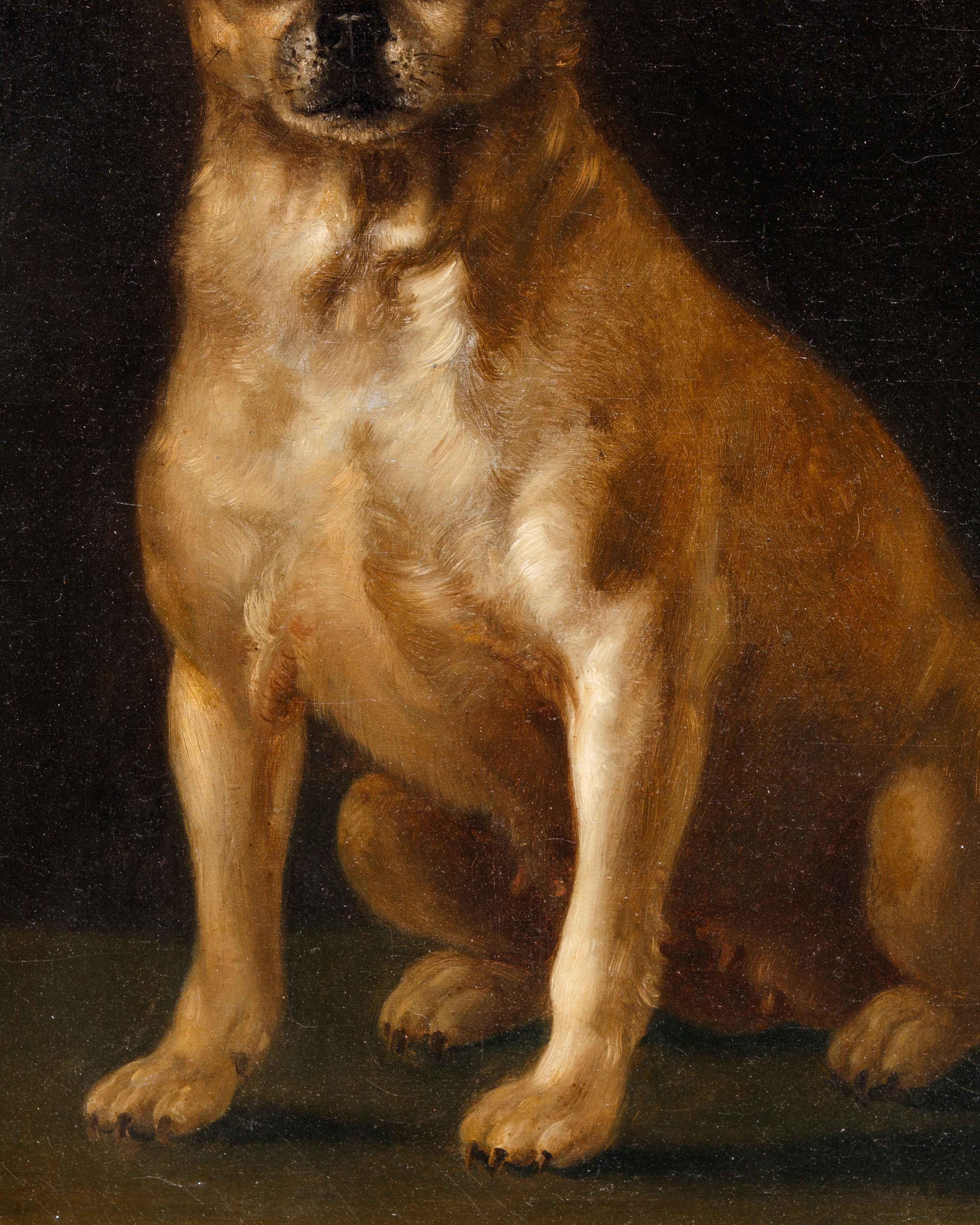 Italian Scuola italiana, sec. XVIII, Ritratto di cagnolino in vendita